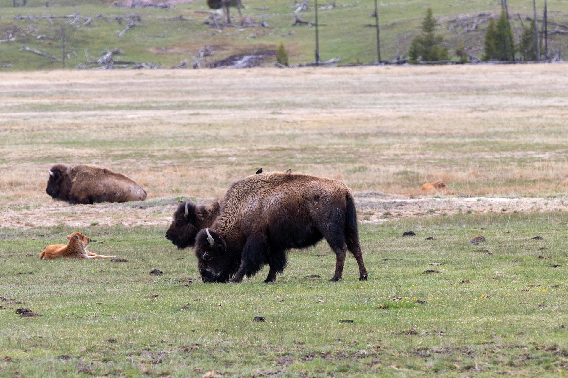 Bison and their calves.