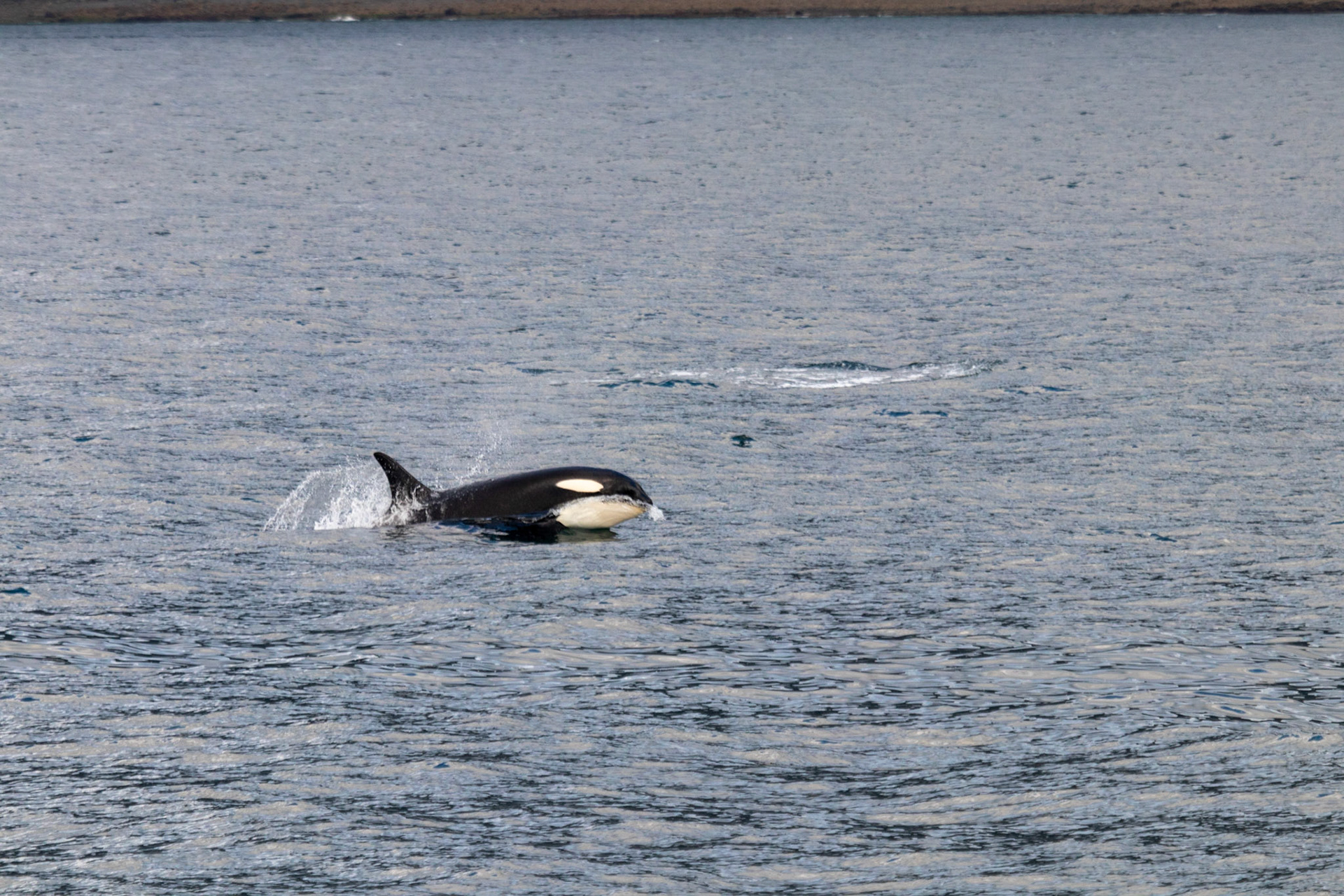 One of the many orca we saw playing in the waters of Port Frederick.