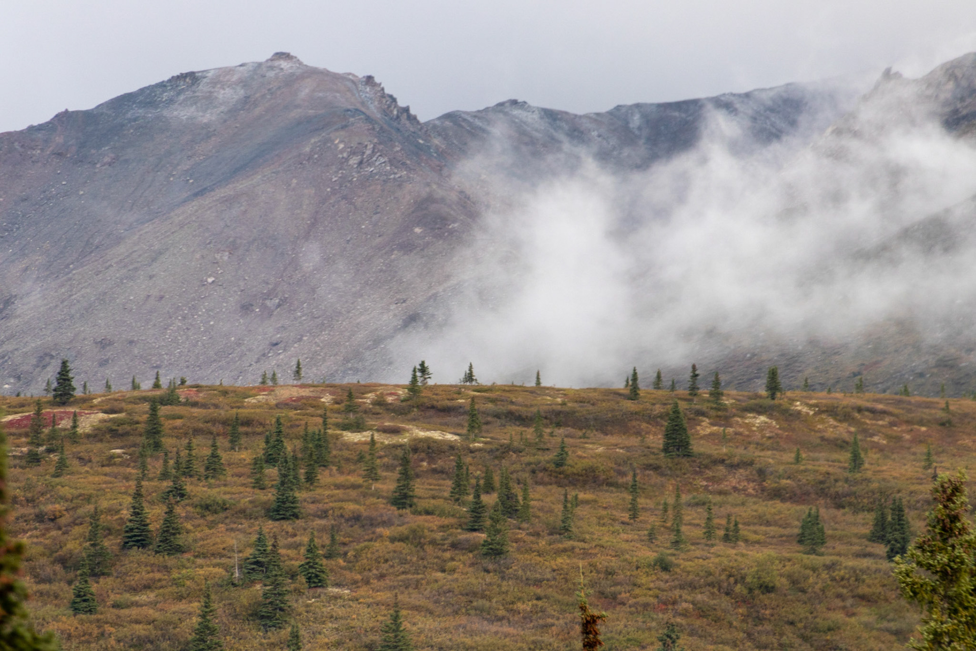 View of Denali National Park