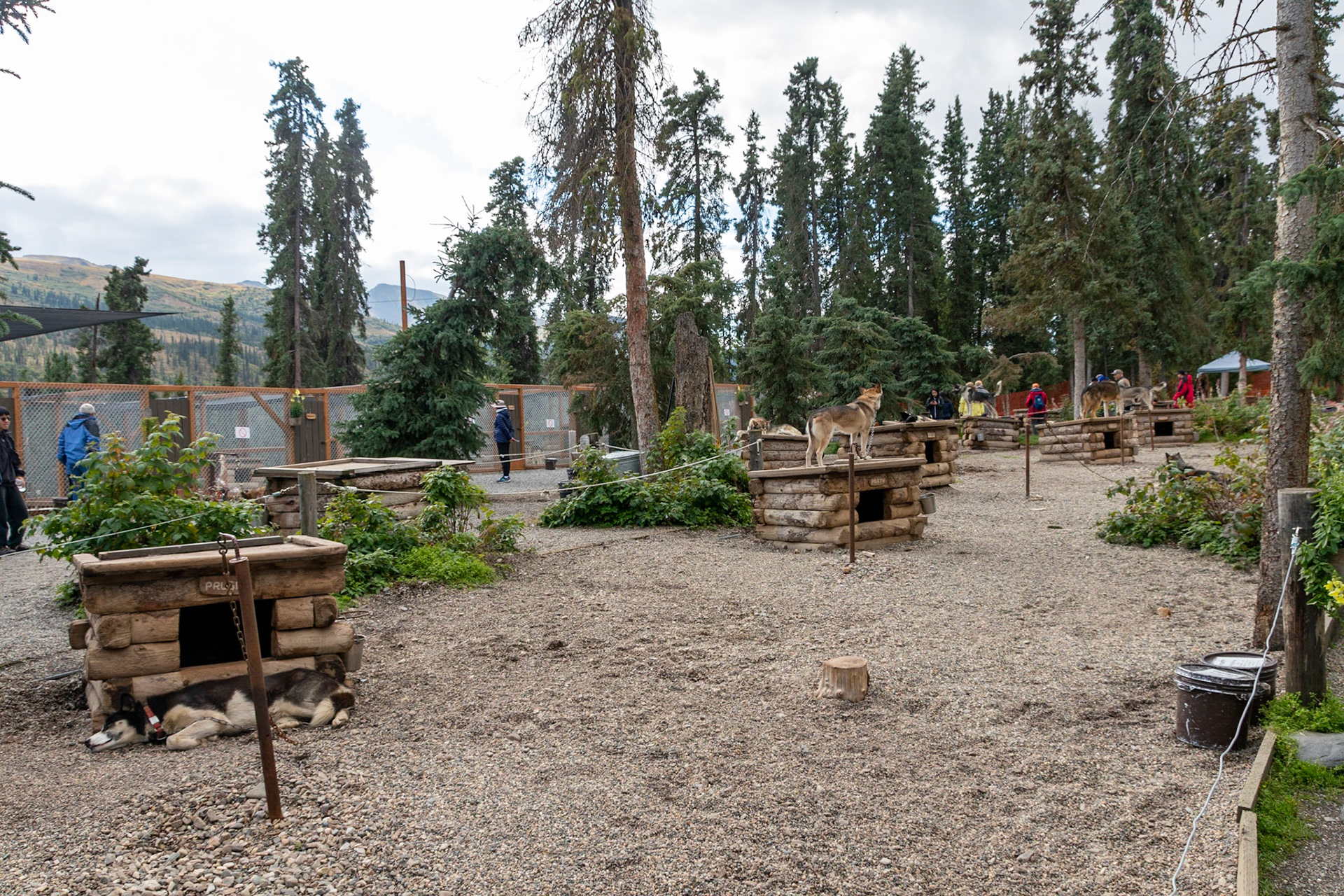 The DNP rangers use work dogs to pull sleds of equipment, supplies, and people. Due to categorization of Denali National Park the rangers are not permitted to use motorized vehicles off-road.