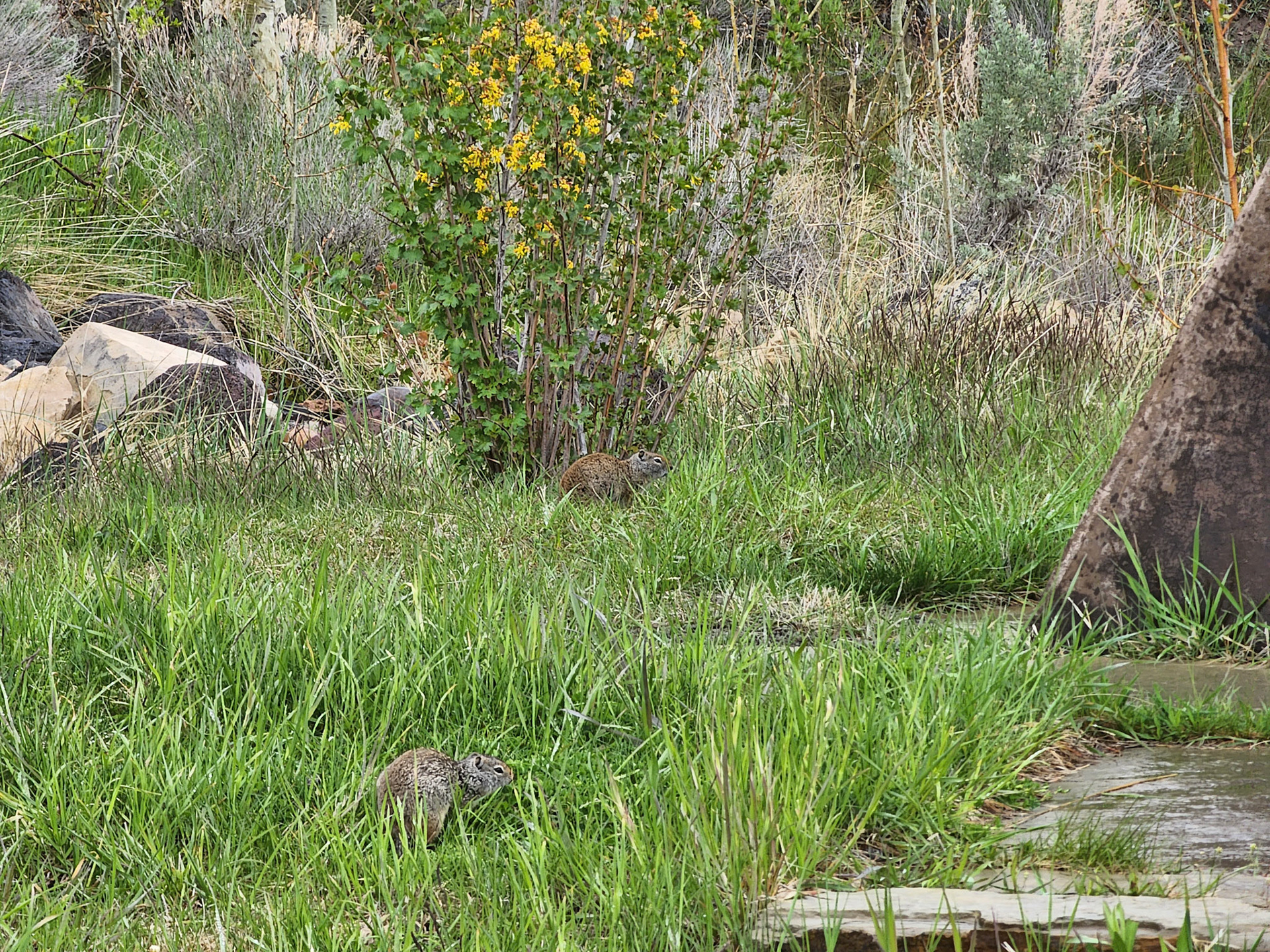A Marmot seen outside of the National Museum of Wildlife Art