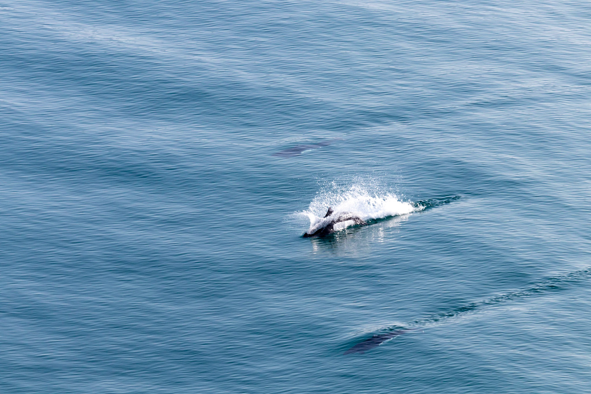 Dall's porpoise seen playing right off the side of our ship as we cruised into College Fjord