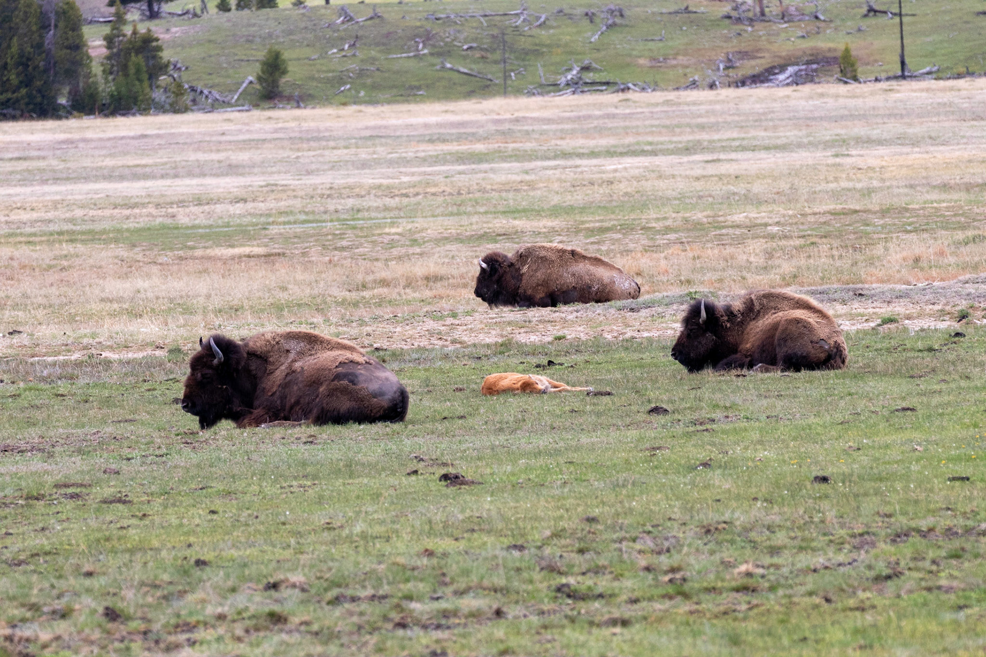 Bison with red dogs, the term for bison calves.