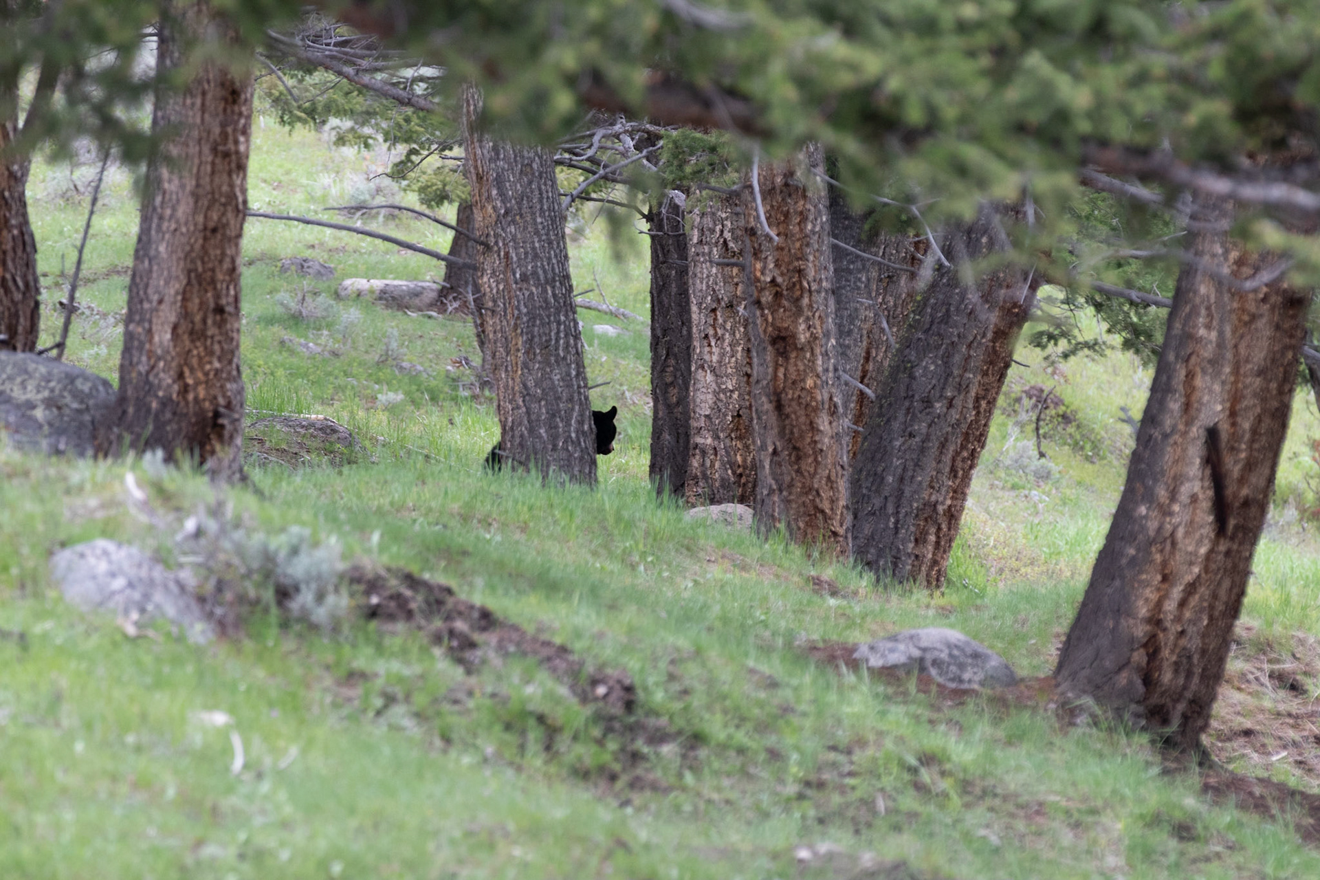 A Black Bear seen just over the Yellowstone River