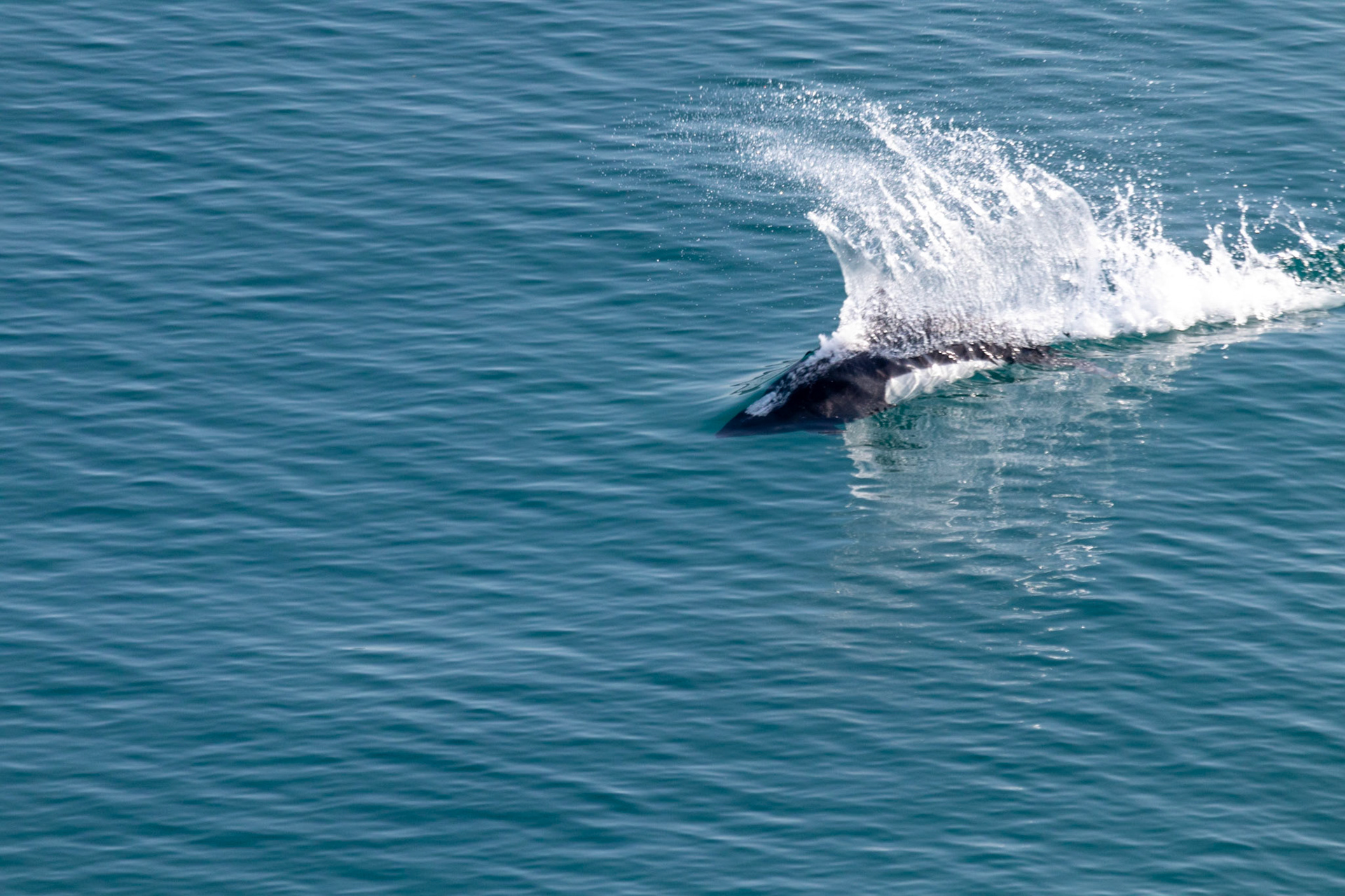 Dall's porpoise seen playing right off the side of our ship as we cruised into College Fjord