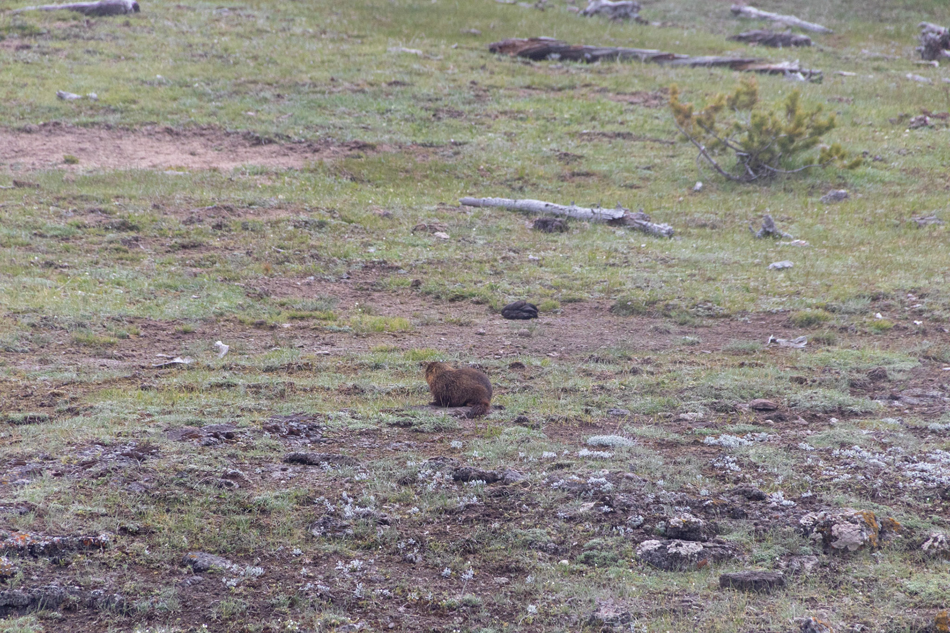 Marmot off firehole