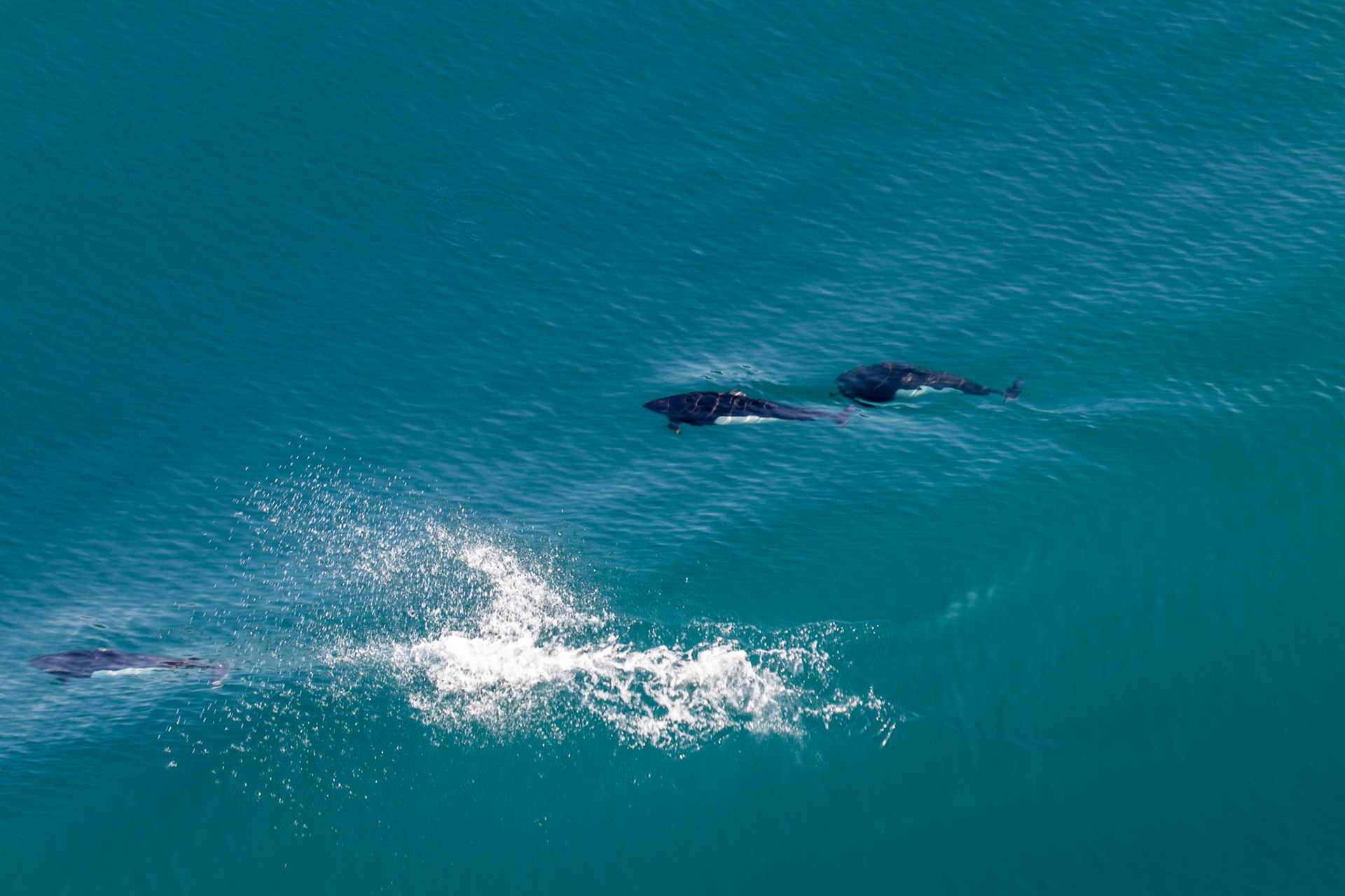 Dall's porpoise seen playing right off the side of our ship as we cruised into College Fjord