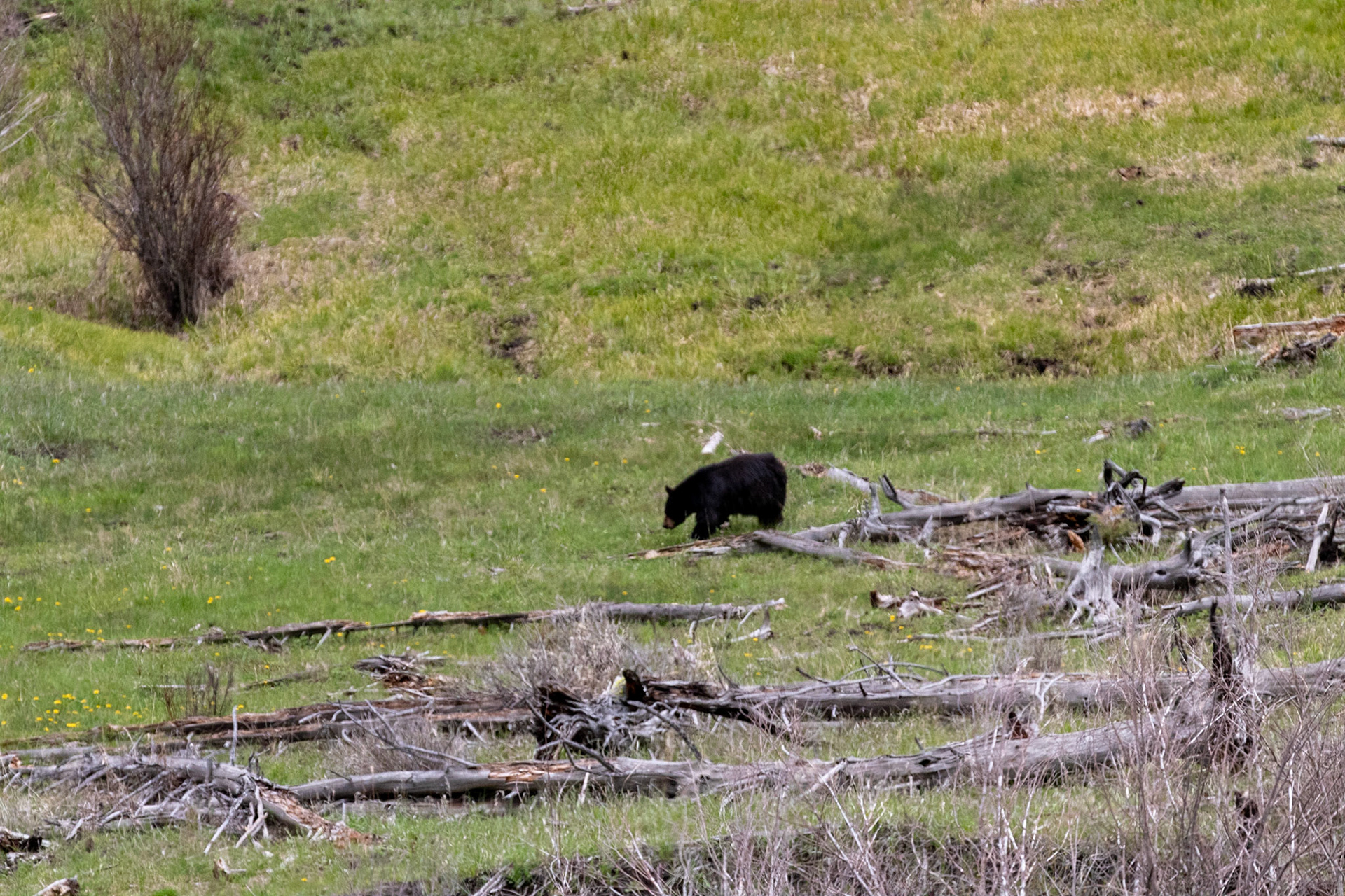 A black bear seen wandering in a valley just west of Tower/Roosevelt