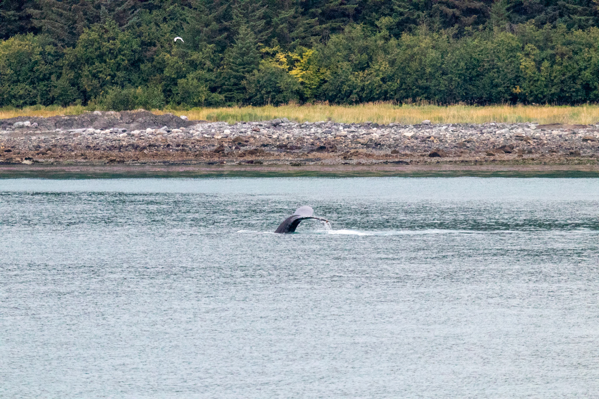 The fin of a blue what as he began his terminal dive to collect food.