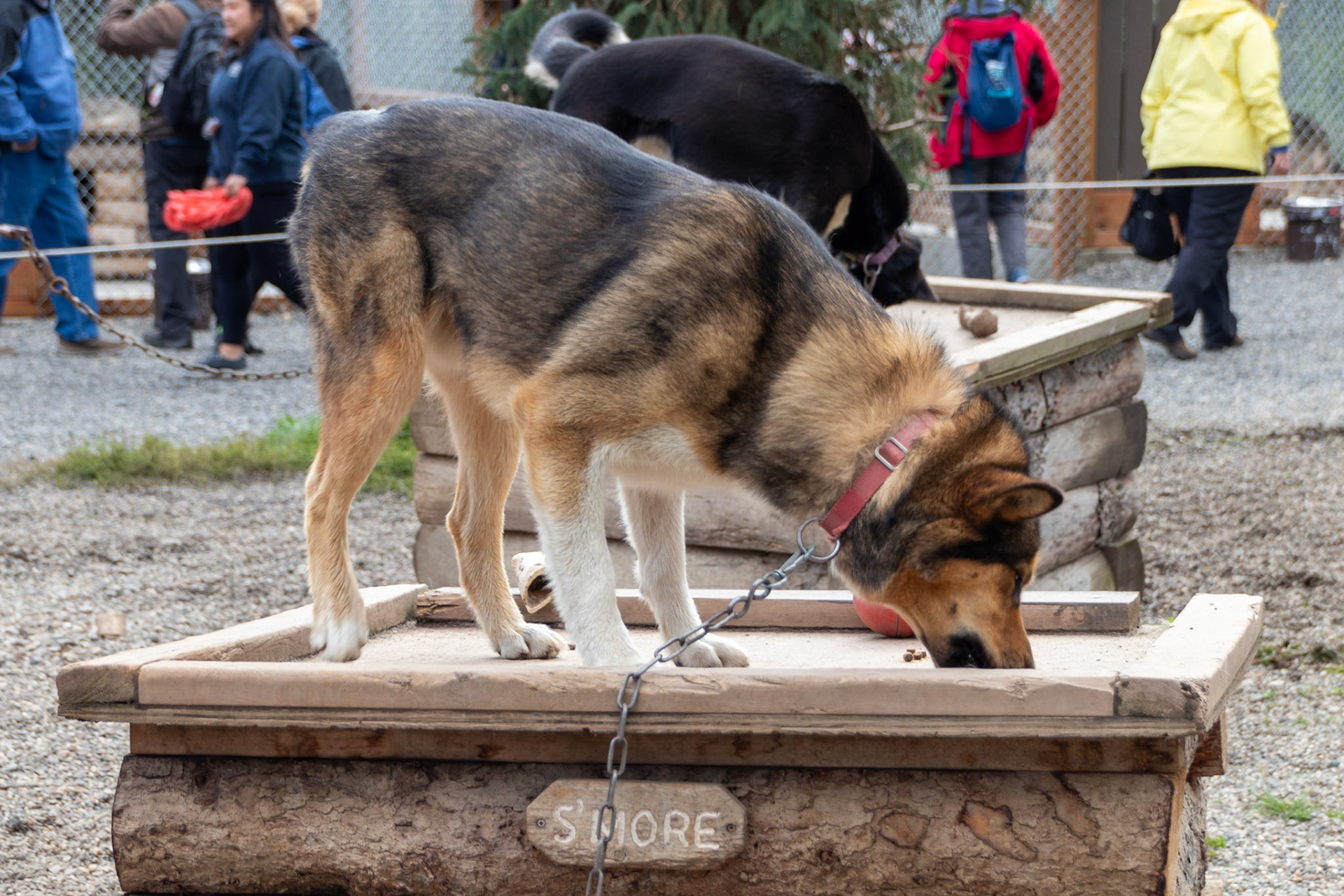 One of the work dogs used by the DNP Rangers.