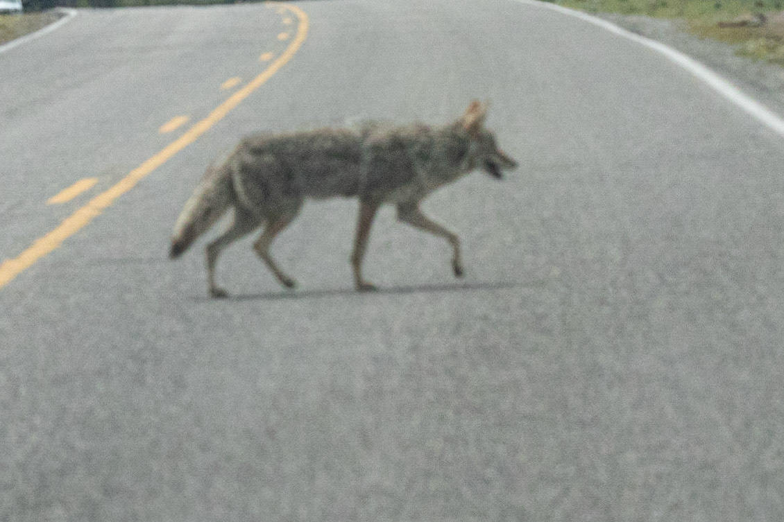 Why did the coyote cross the road? To get to the other side of course.