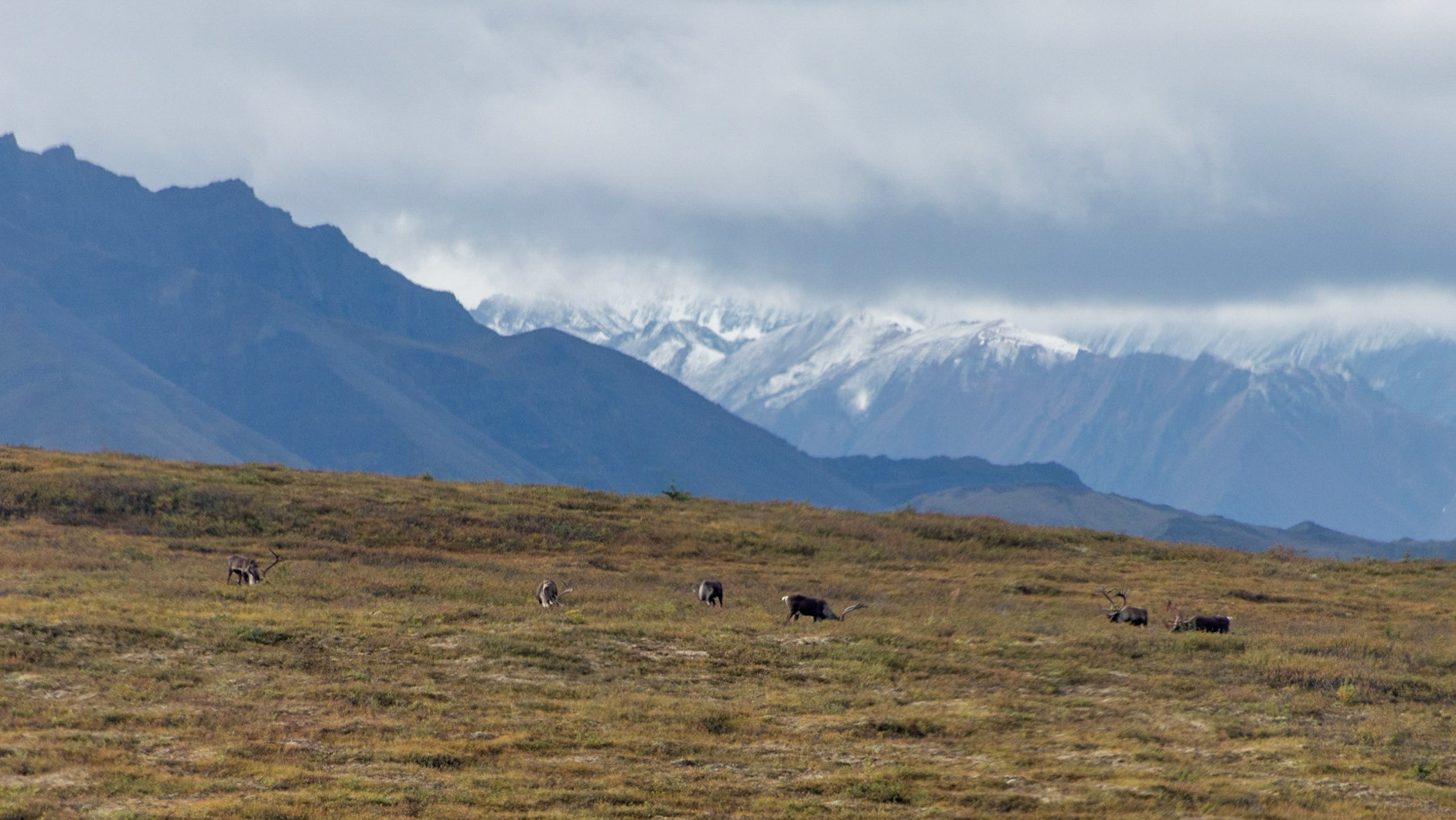 View of Denali National Park