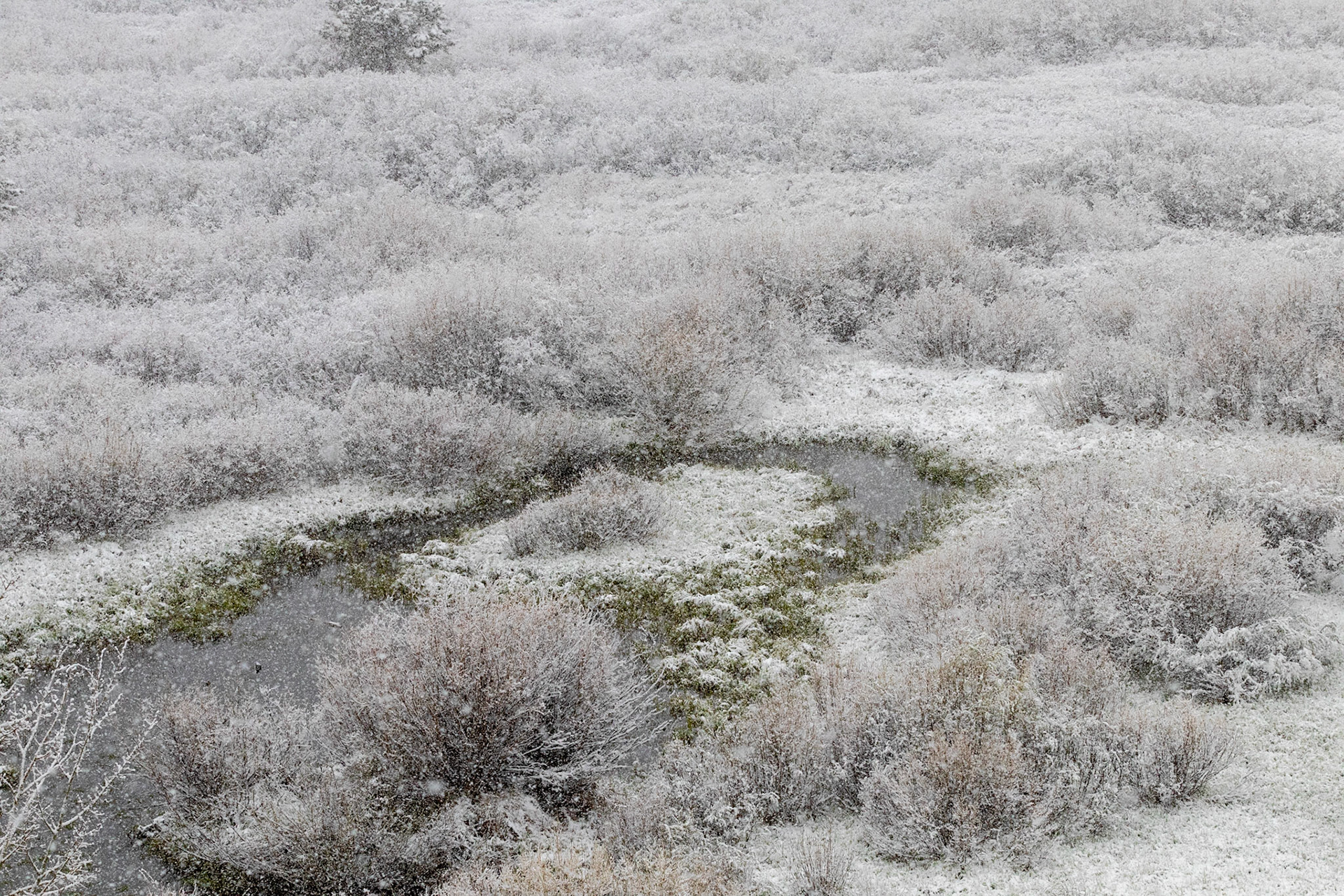 Willow Flats on a snowy morning