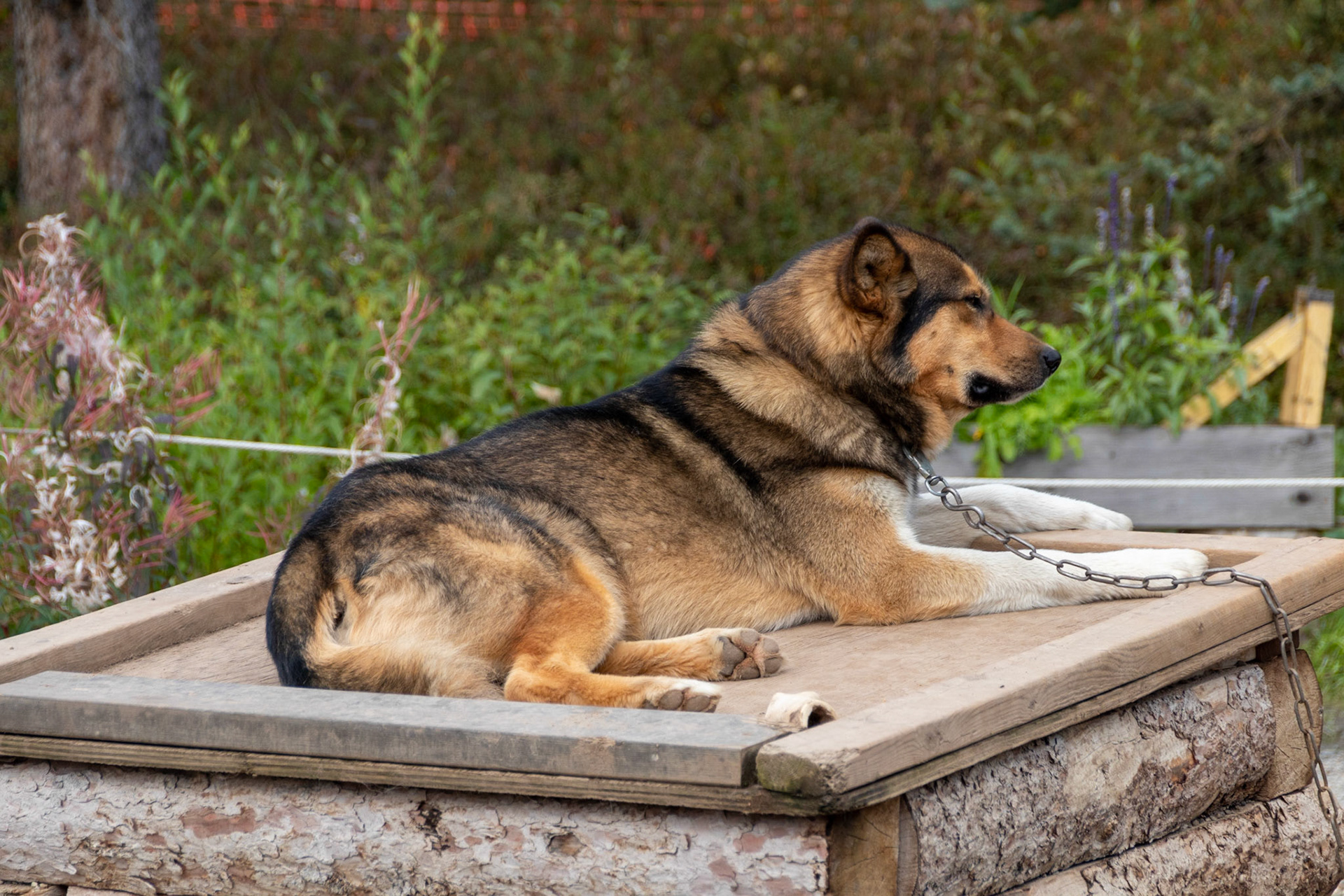 One of the work dogs used by the DNP Rangers