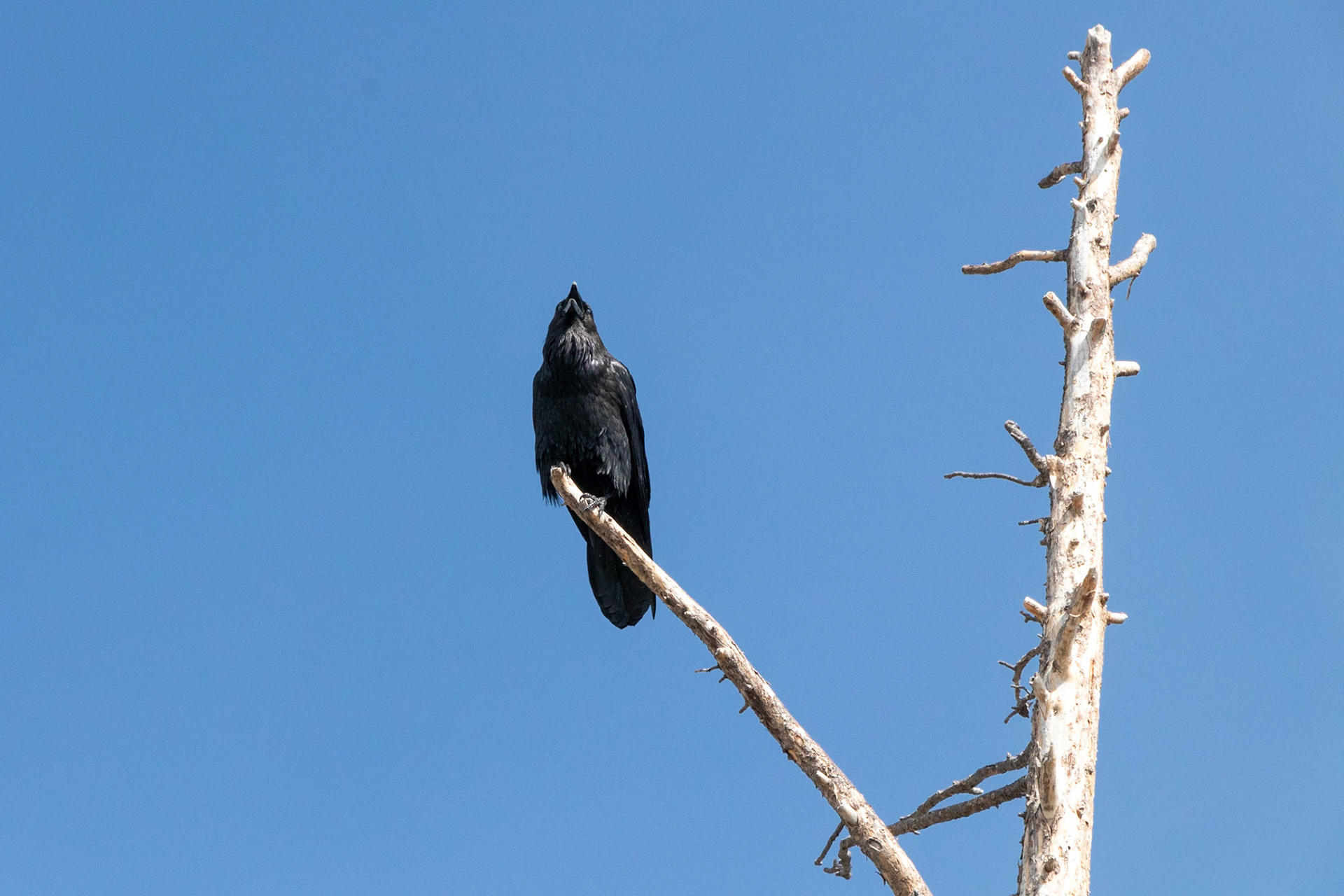 Nevermore -- Seen at the Fountain Paintpots