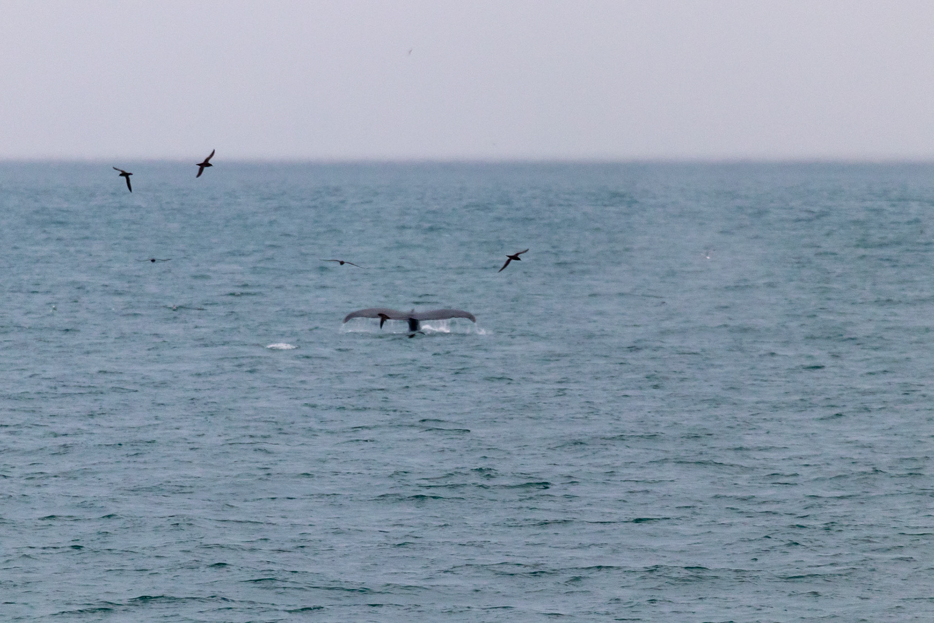 The fin of a blue what as he began his terminal dive to collect food.