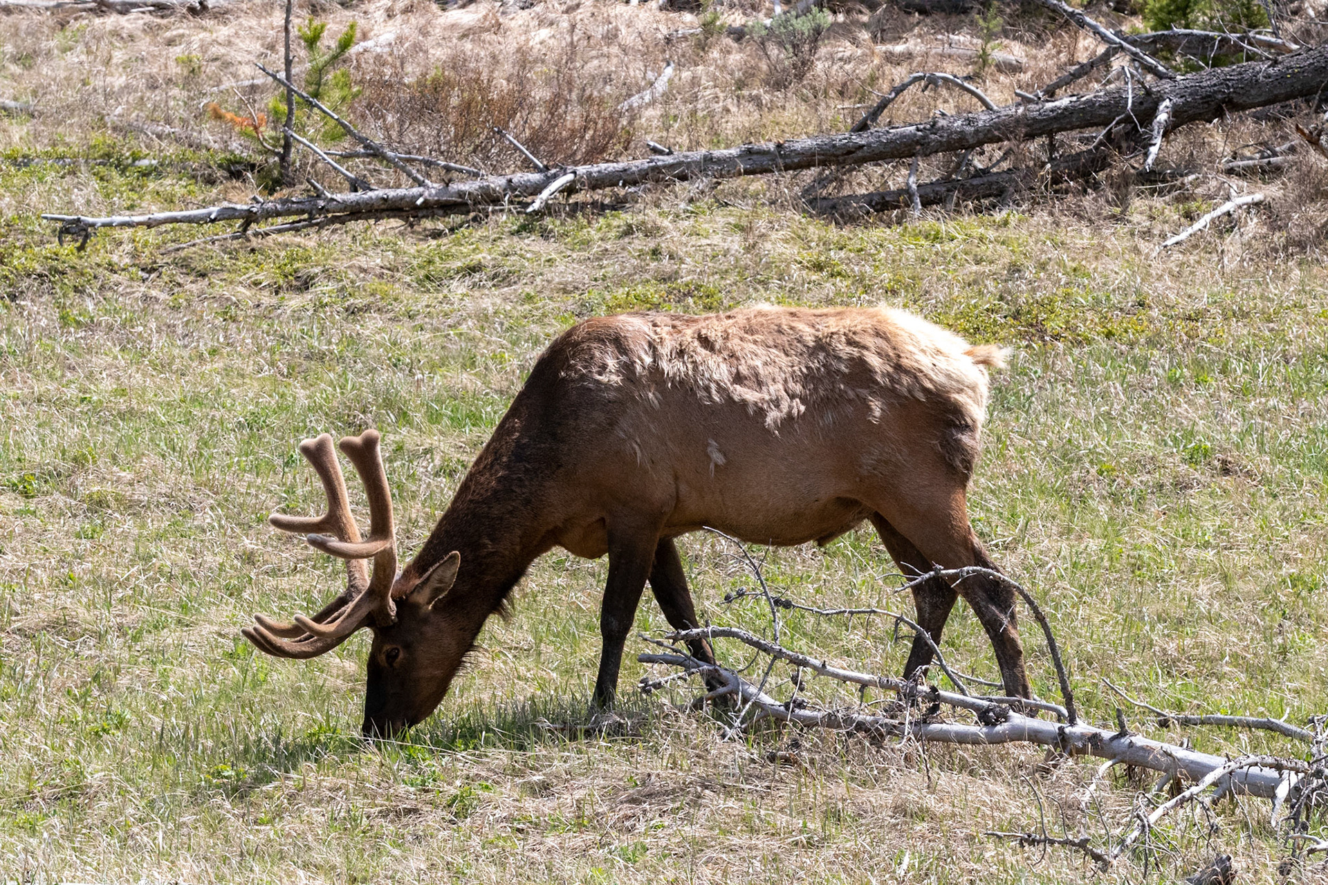 Elk with velvet antlers