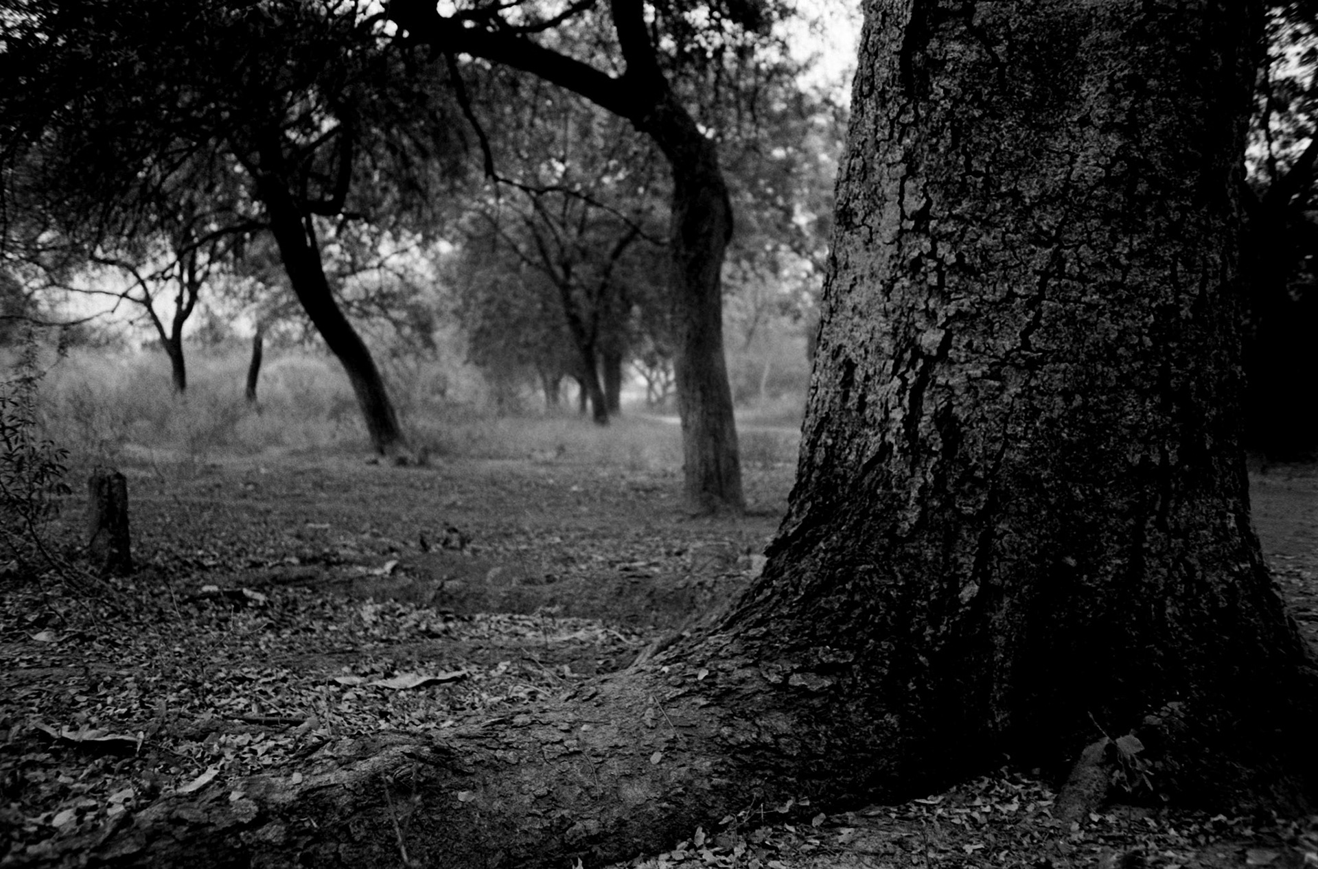 Nikkor 28mm f/2.8D | Nikon FM | Kodak XX