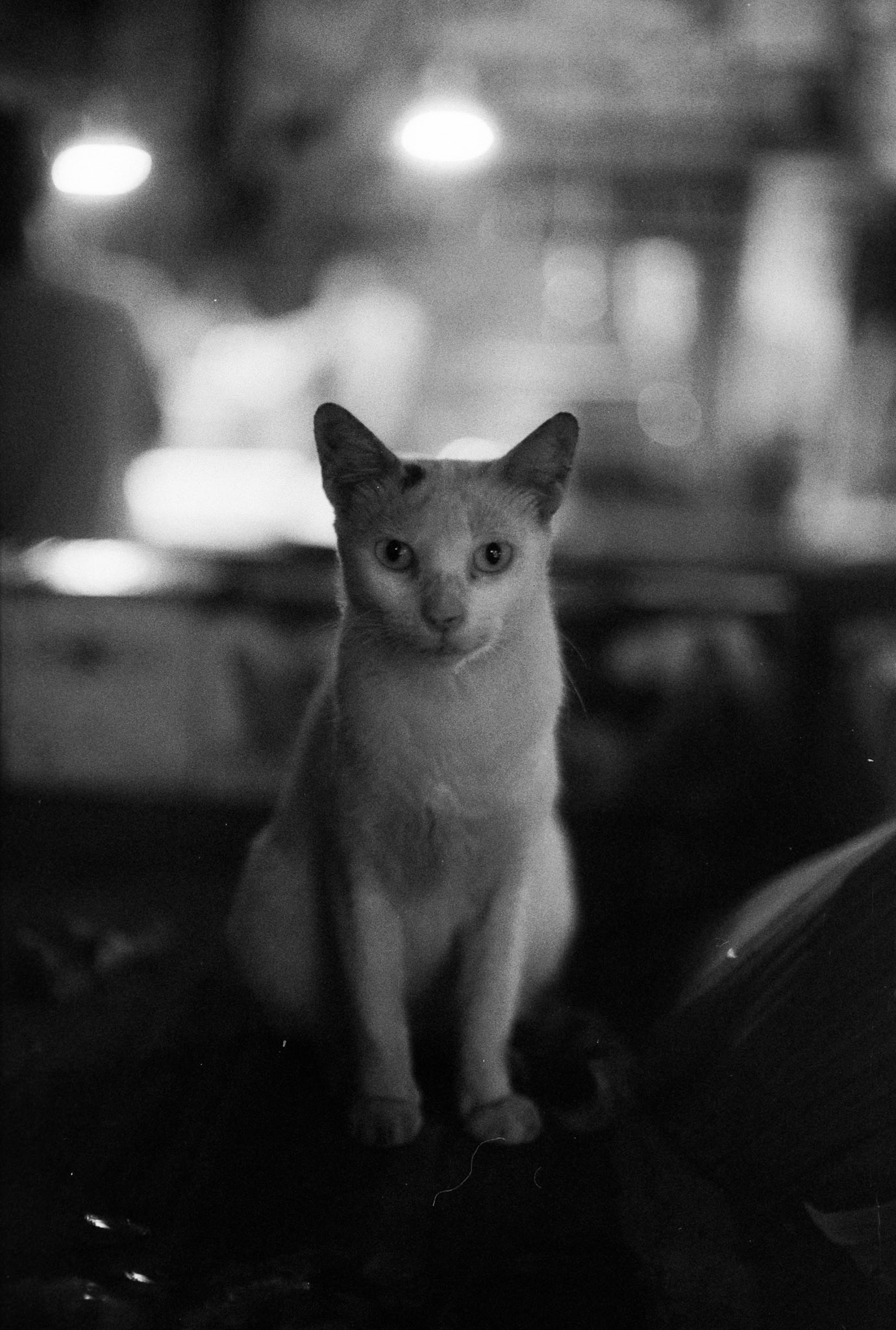 Nikon Nikon FA | Nikon Nikon 50mm f/1.4 AI | Foma 400 400 @ 1000, +2 devDigitized with Canon 700D - Nikkor 60 AF-DLab developed in D-76 Stock