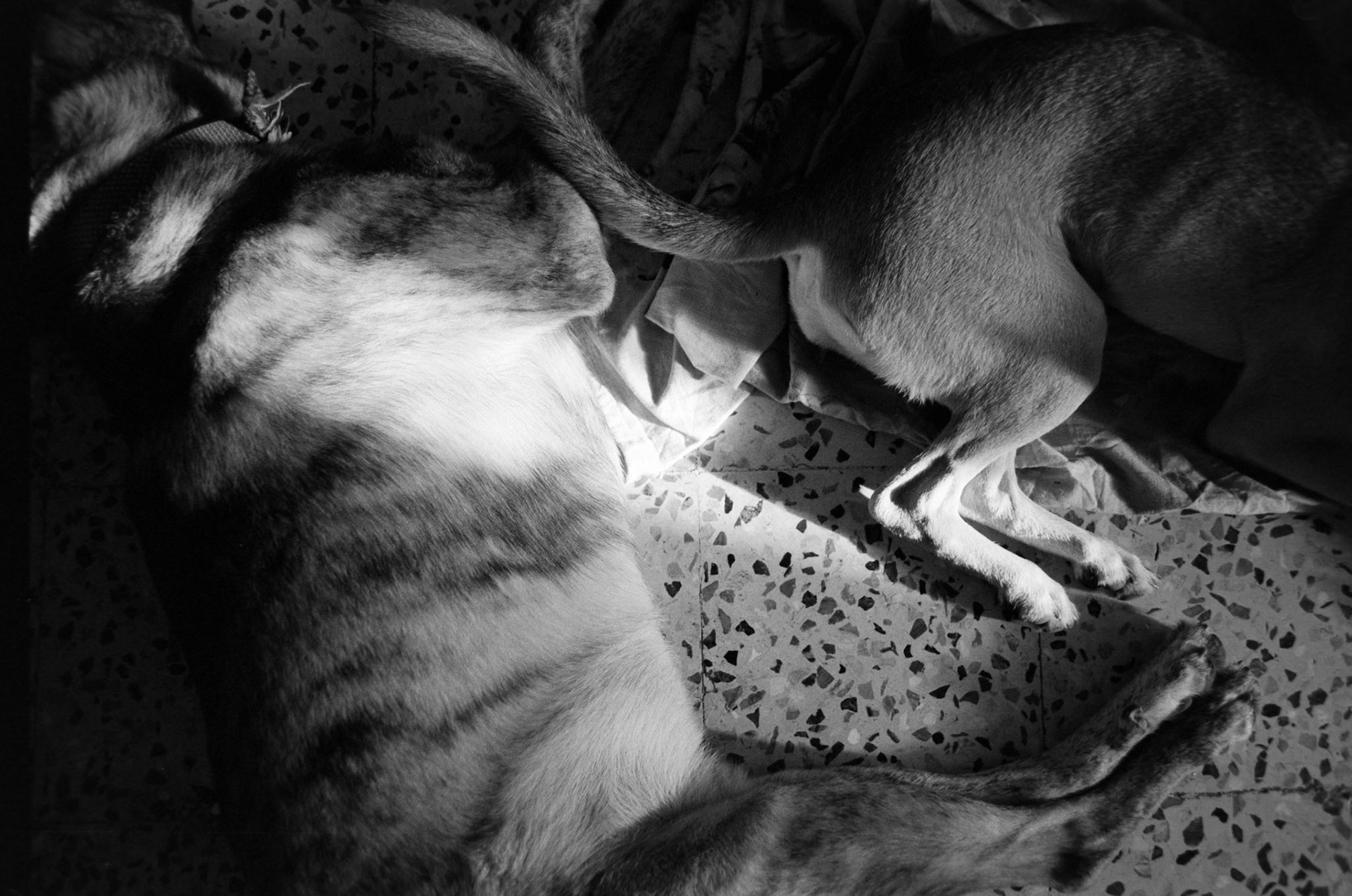 Nikkor 28mm f/2.8D Lens | Nikon FM | HP5+ 400 @ 320