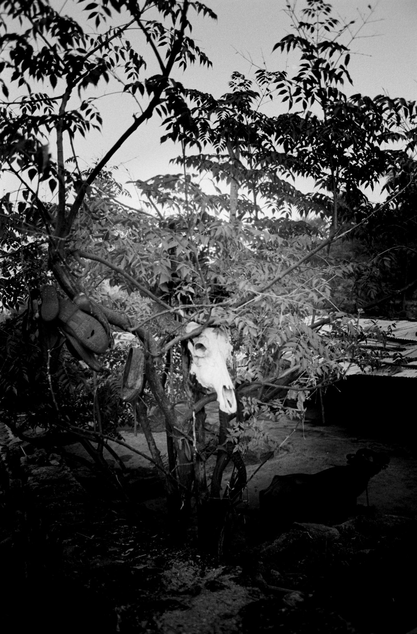 Nikkor 28mm f/2.8D | Nikon FM | Kodak XX