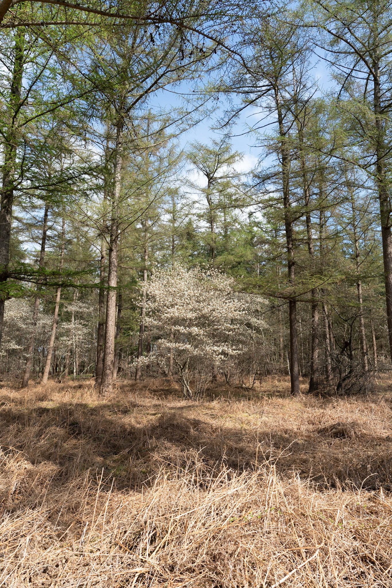 Forest near Zelle in The Netherlands with Amalanchier trees growing between pine trees.