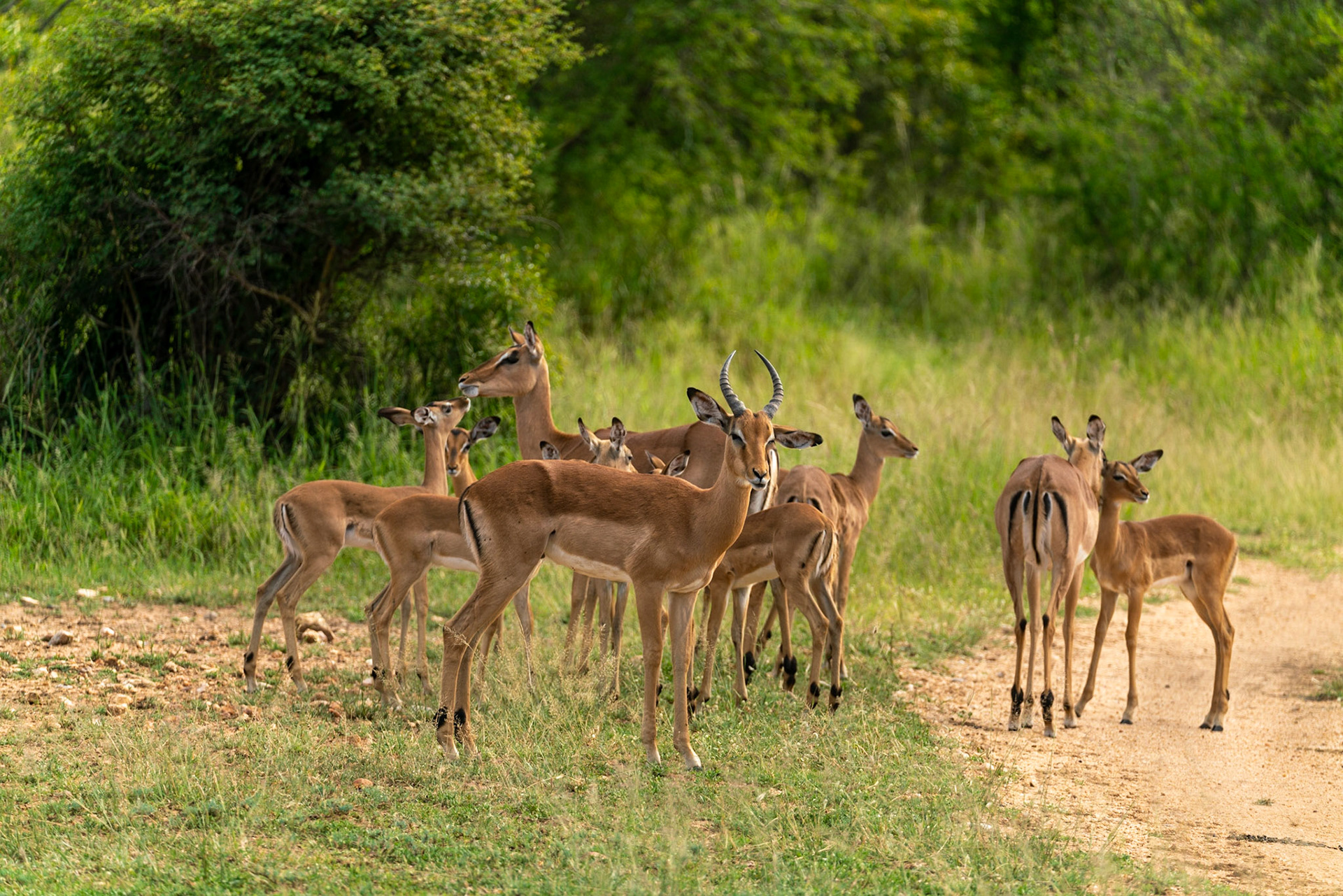Herd of impala with a single male, and several females and youngsters in South Africa.