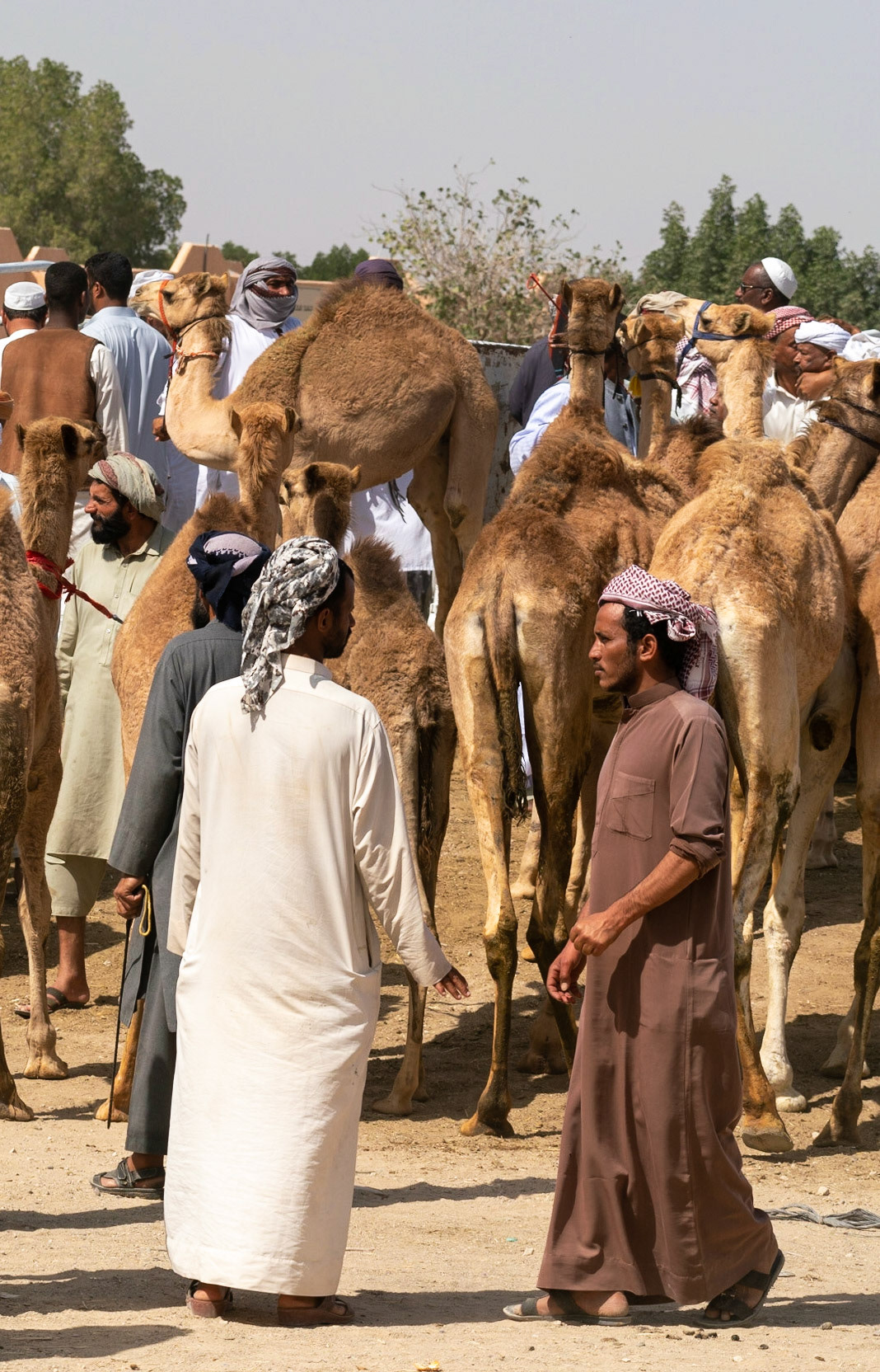 Camel market in al Ain in UAE (Abu Dhabi)