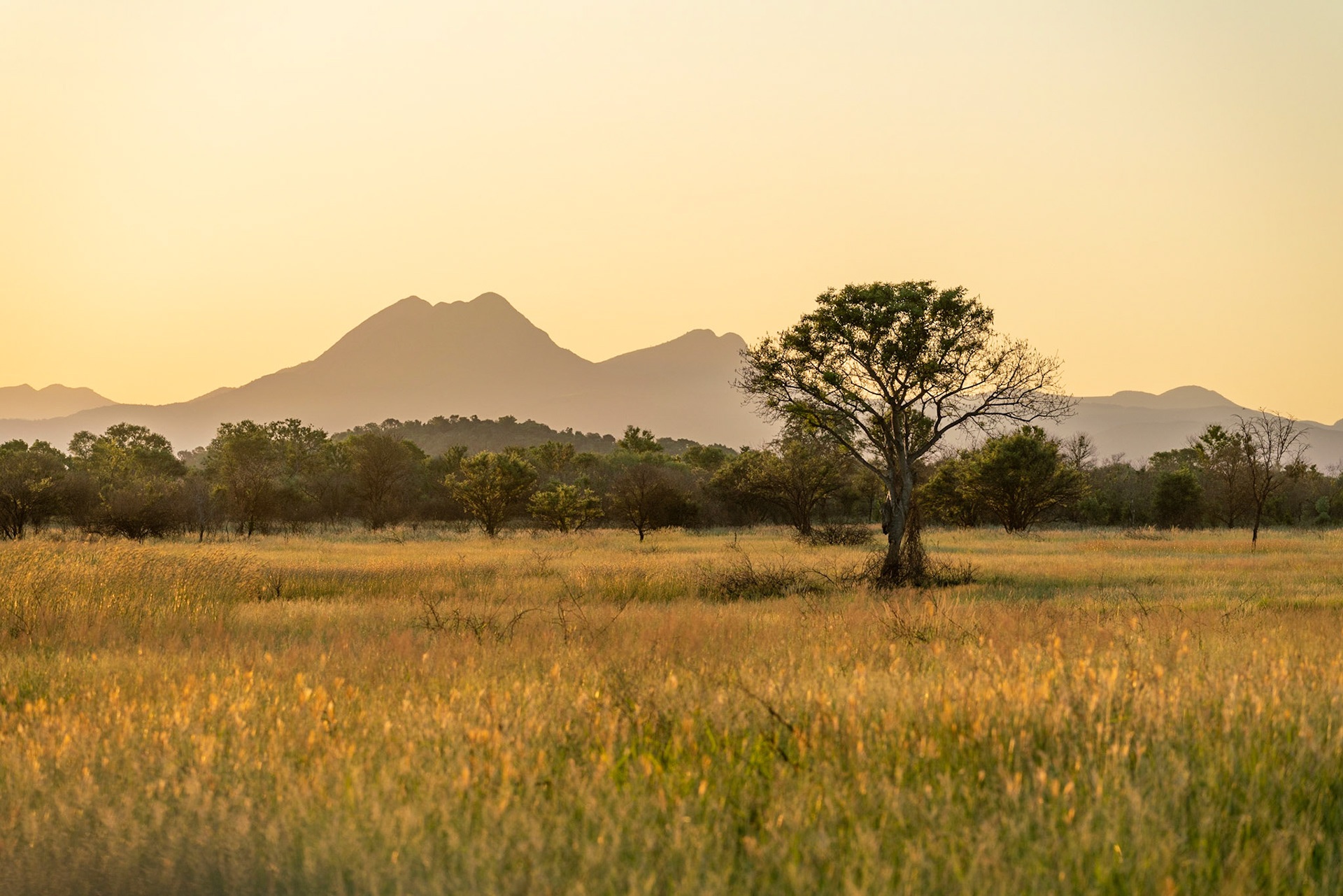 View over savannah in South Africa near Kruger National park.