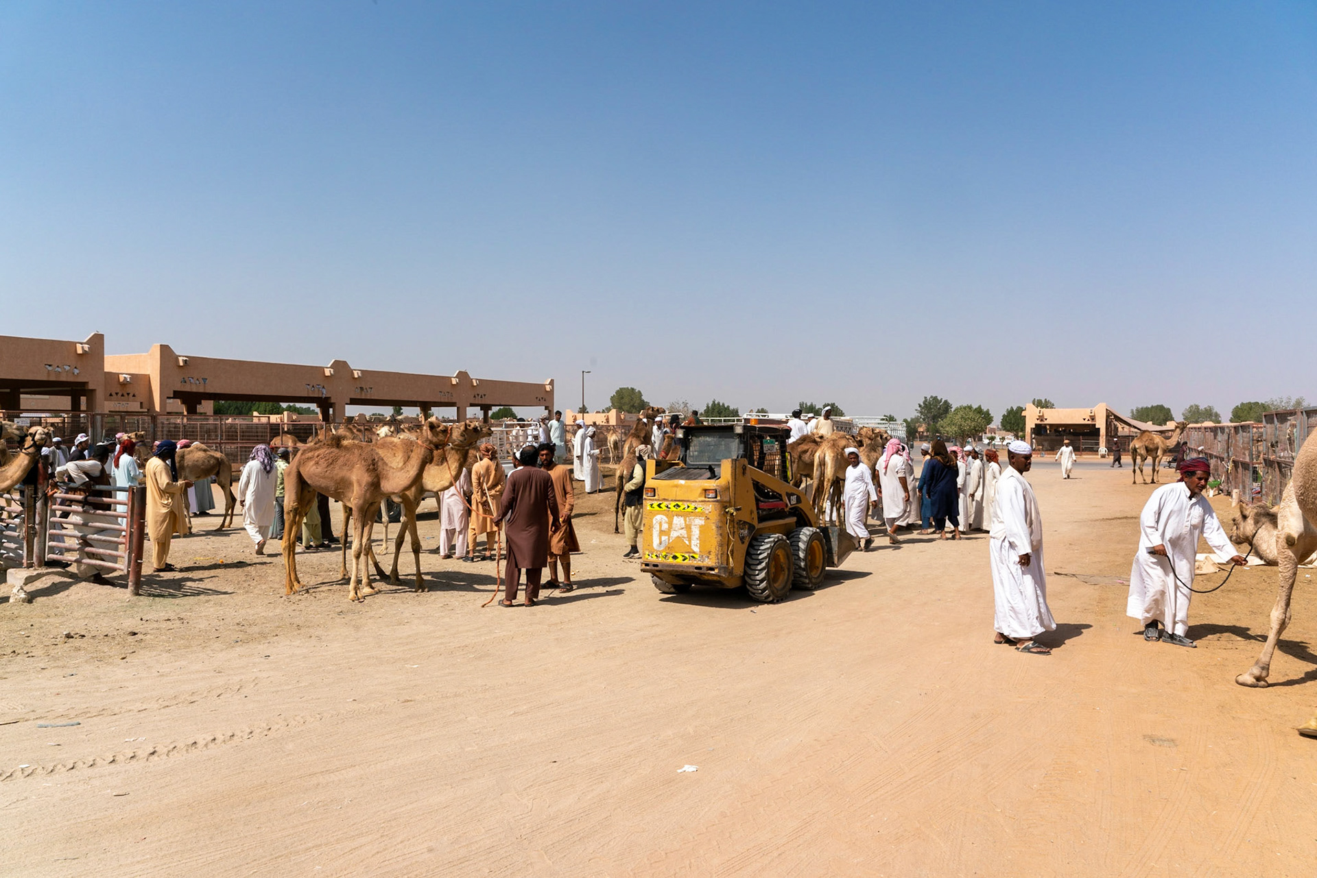 Camel market in al Ain in UAE (Abu Dhabi)