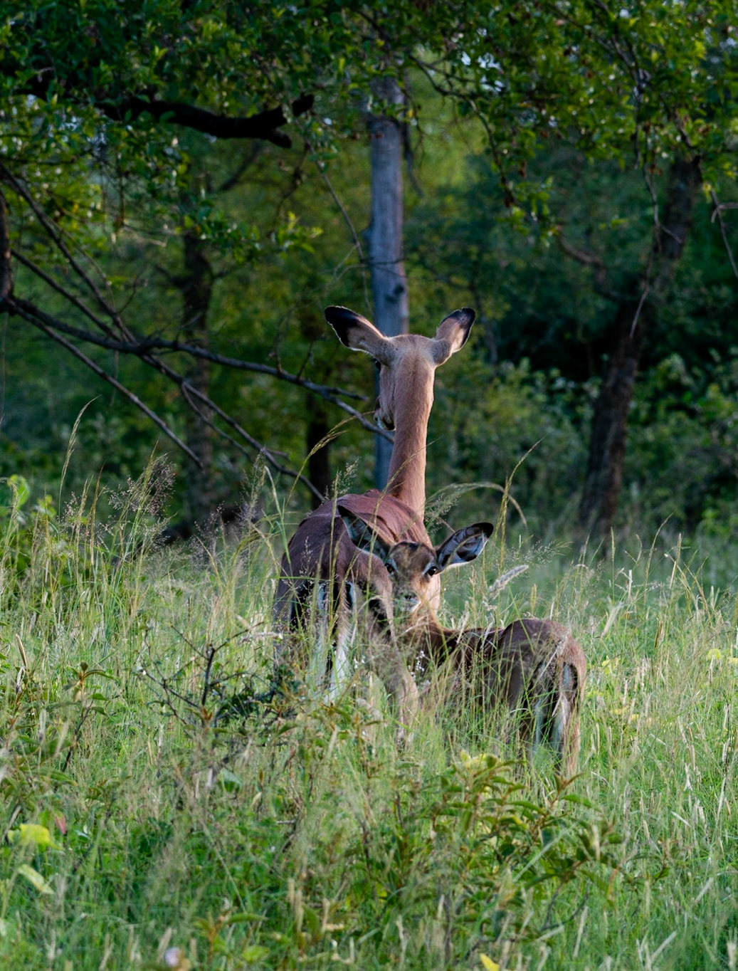 Impala with youngster in game reserve in South Africa.