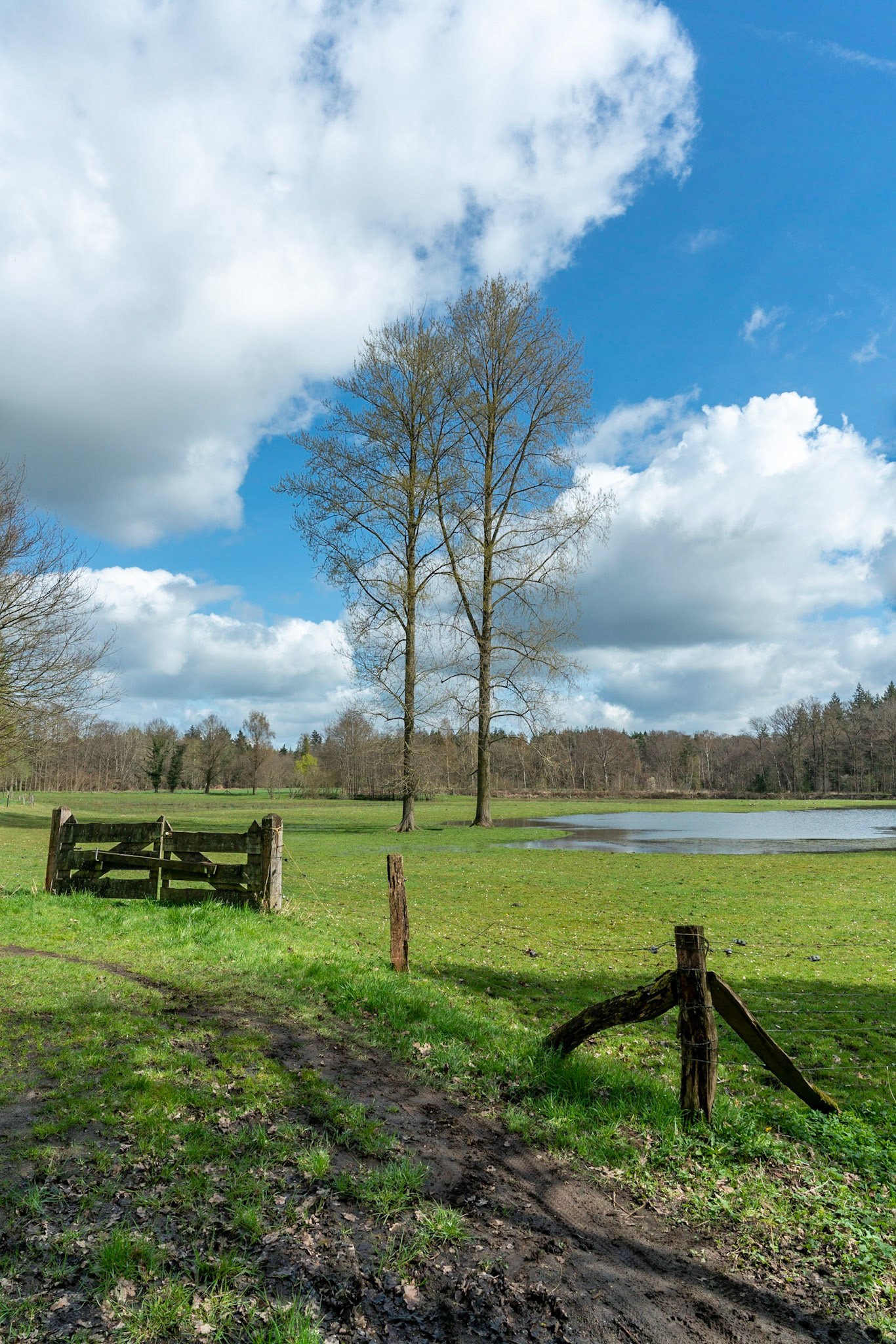 Trees standing in water in spring on Zelle estate, as effort to return area to more natural state, including increasing the water level, in The Netherlands.