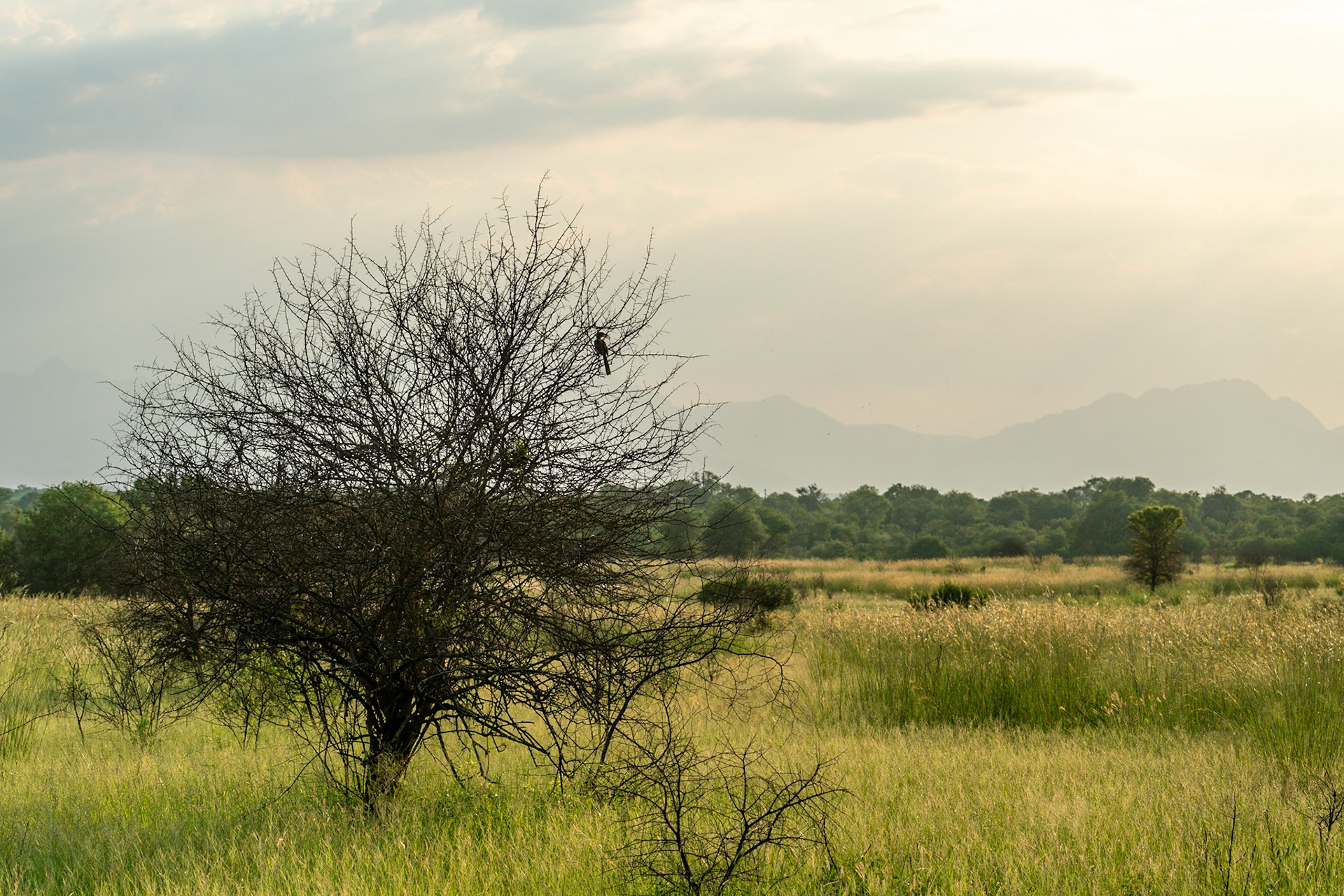 Southern yellow-billed hornbill in tree overlooking plains in game reserve towards Drakensbergen in South Africa close to Kruger National Park.