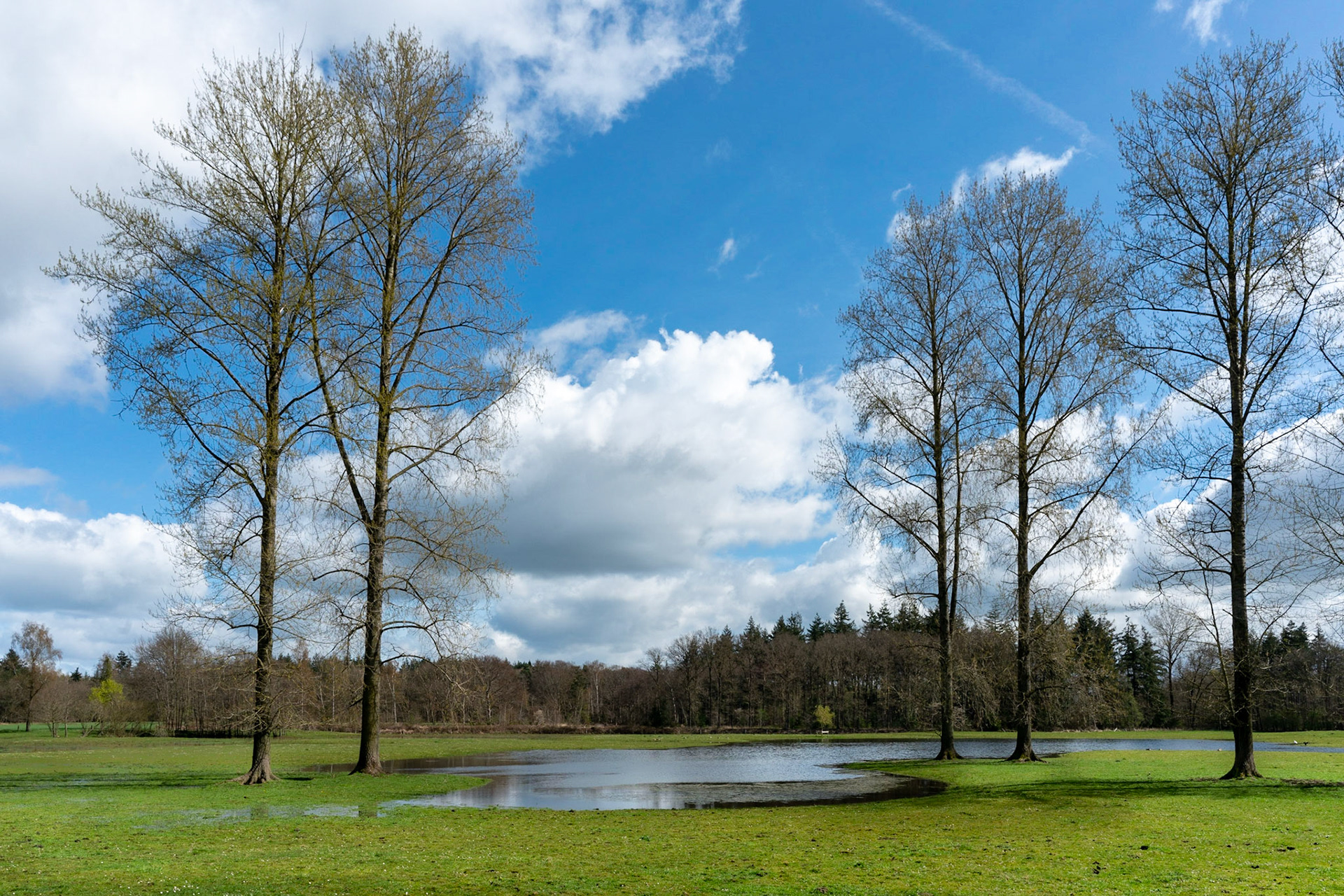 Trees standing in water in spring on Zelle estate, as effort to return area to more natural state, including increasing the water level, in The Netherlands.