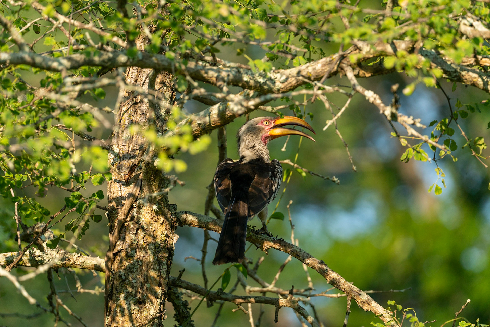 Southern yellow-billed hornbill on branch in tree in South Africa near Kruger National Park