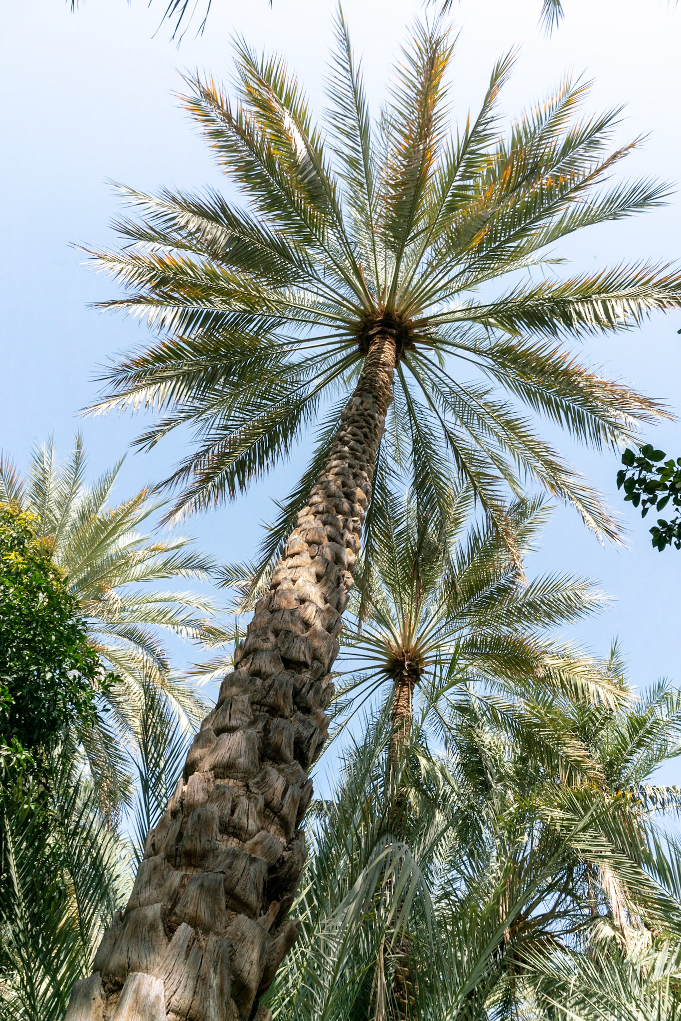 Trees in Al Ain Oasis in Al Ain (Abu Dhabi), in the UAE.