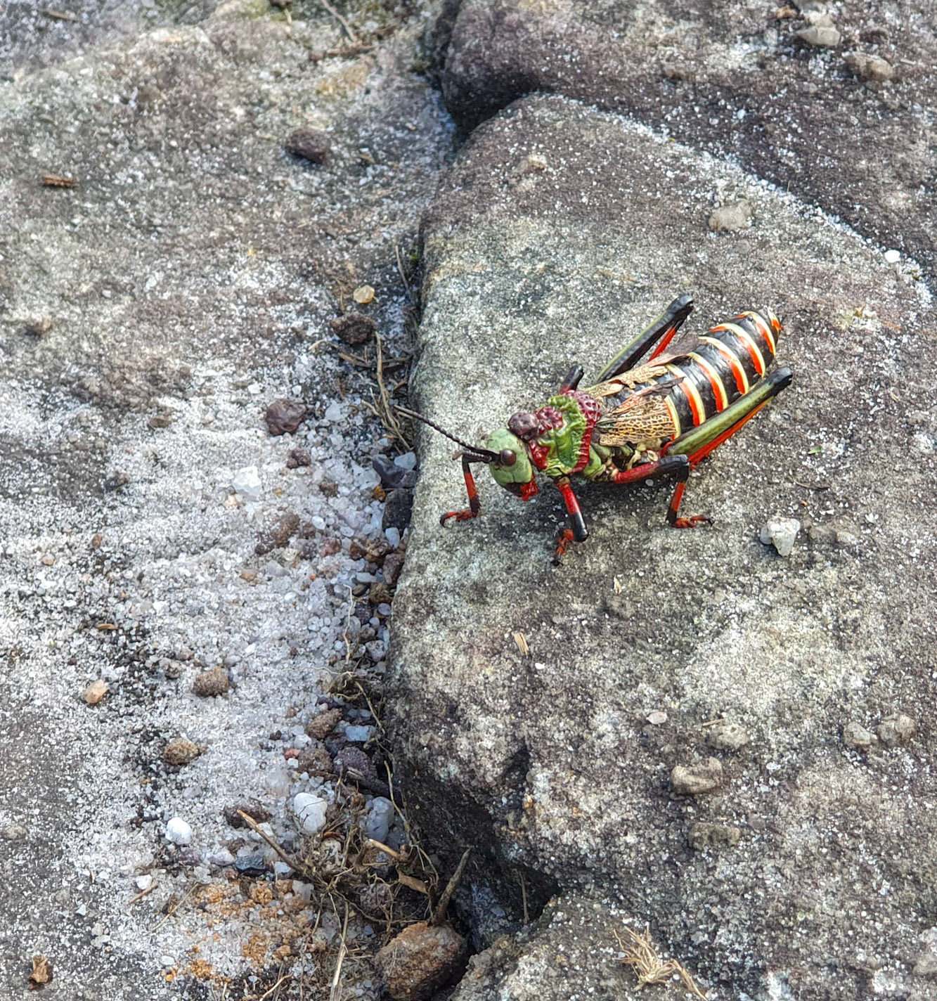Bug at The Pinnacle Rock near Graskop in South Africa