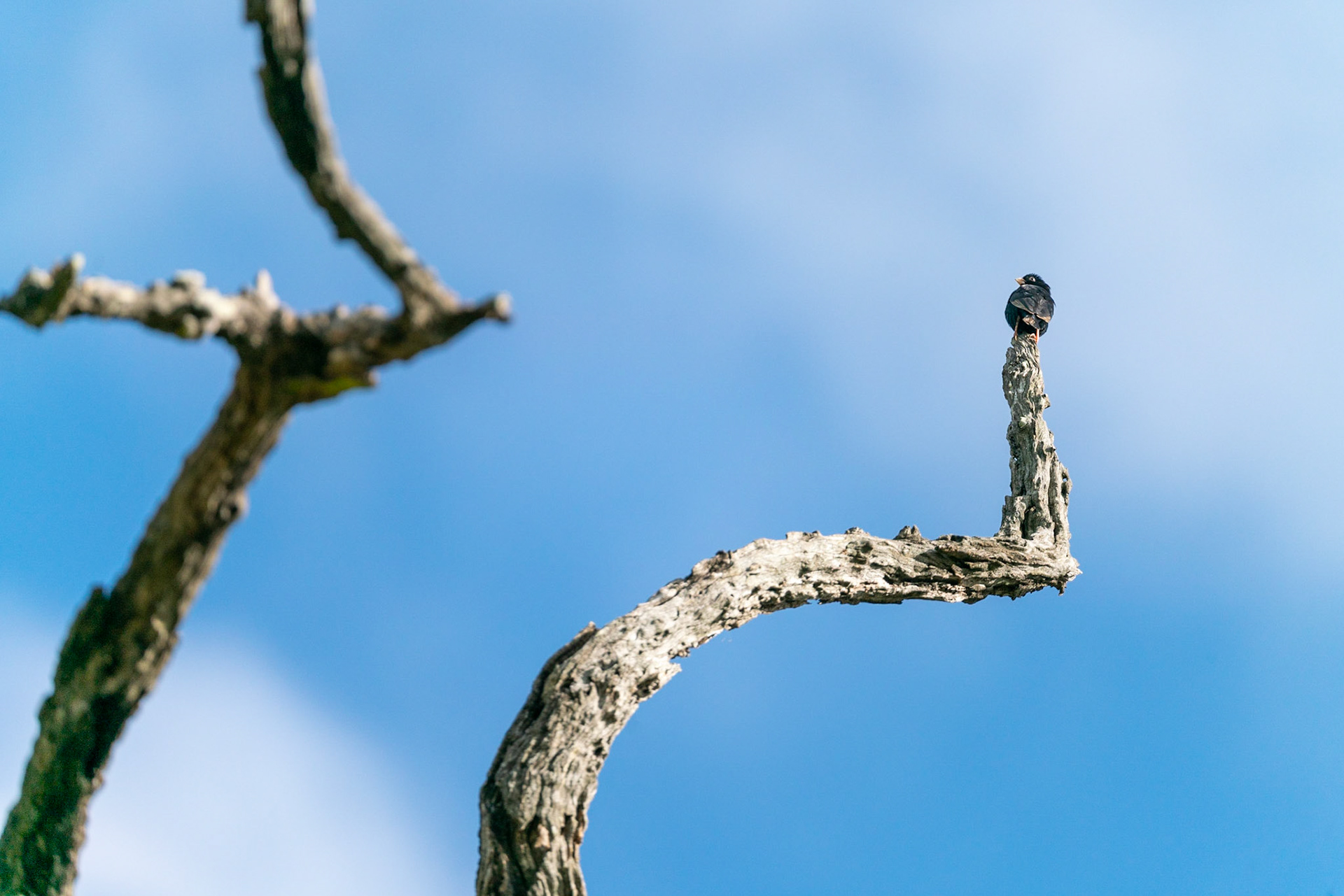 Small bird in dead tree in South Africa.