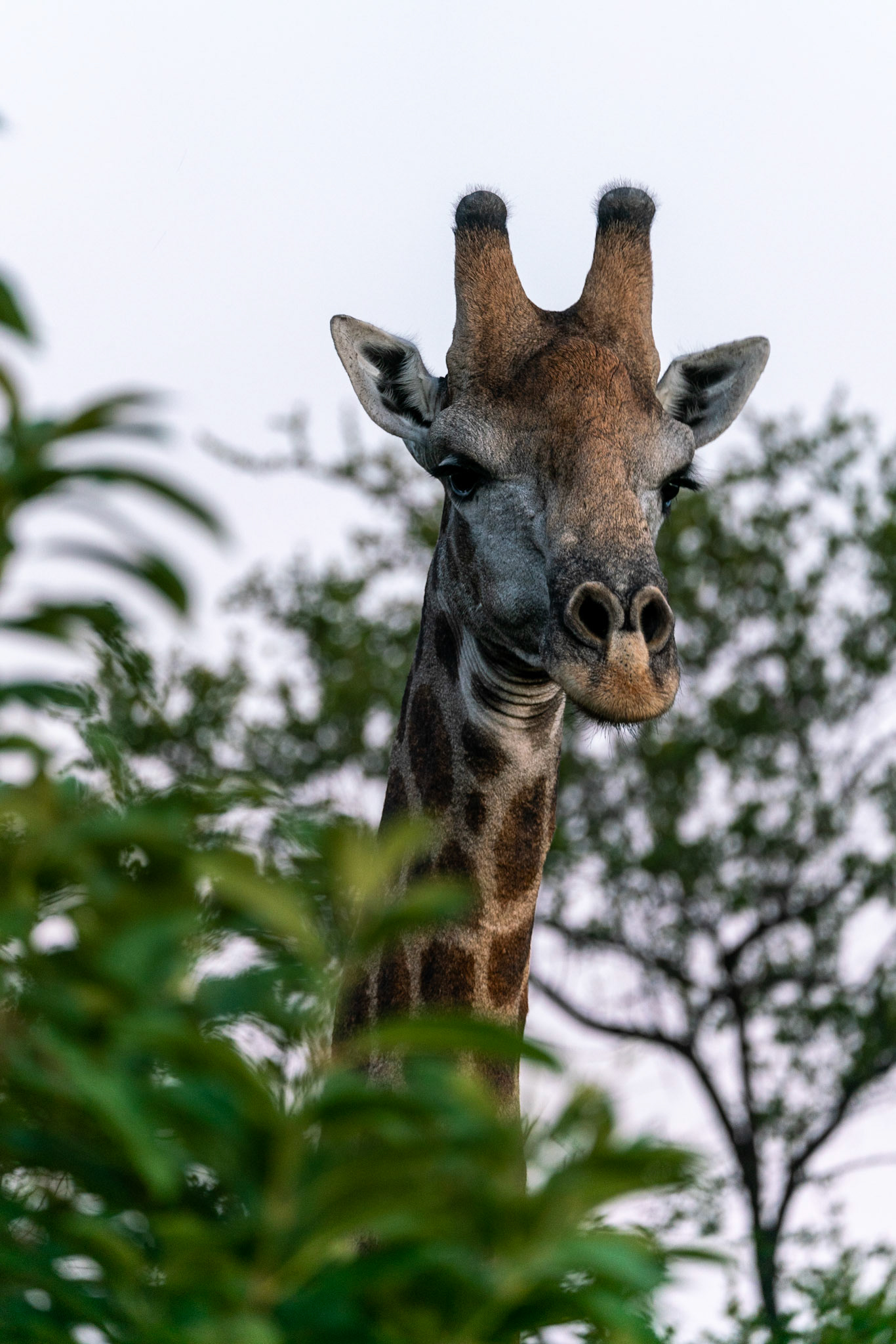 Portrait of a wild South African Giraffe hiding behind a bush close to Kruger National Park in South Africa.