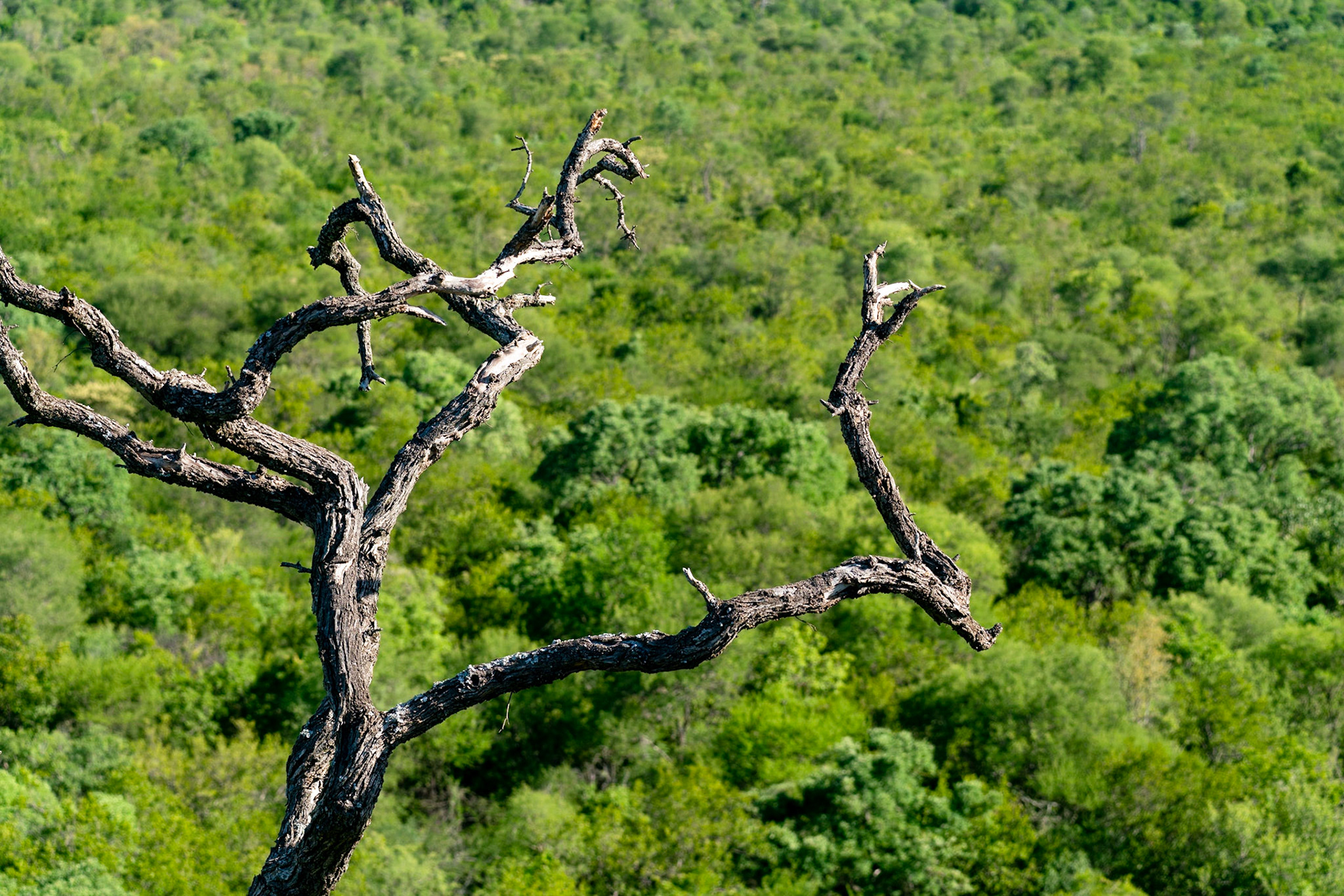 Dead tree aboven forest in South Africa close to Kruger National Park.