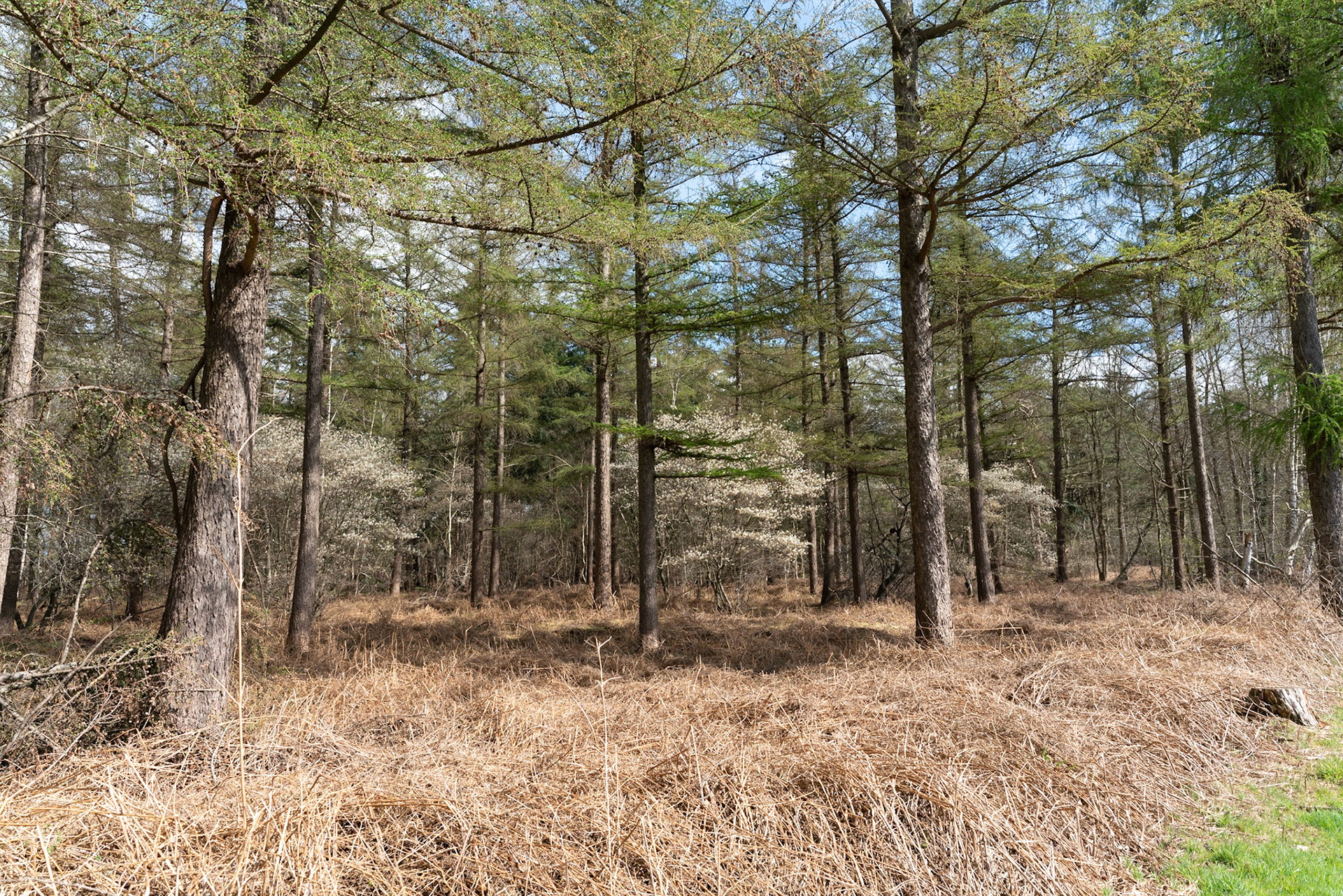 Forest near Zelle in The Netherlands with Amalanchier trees growing between pine trees.