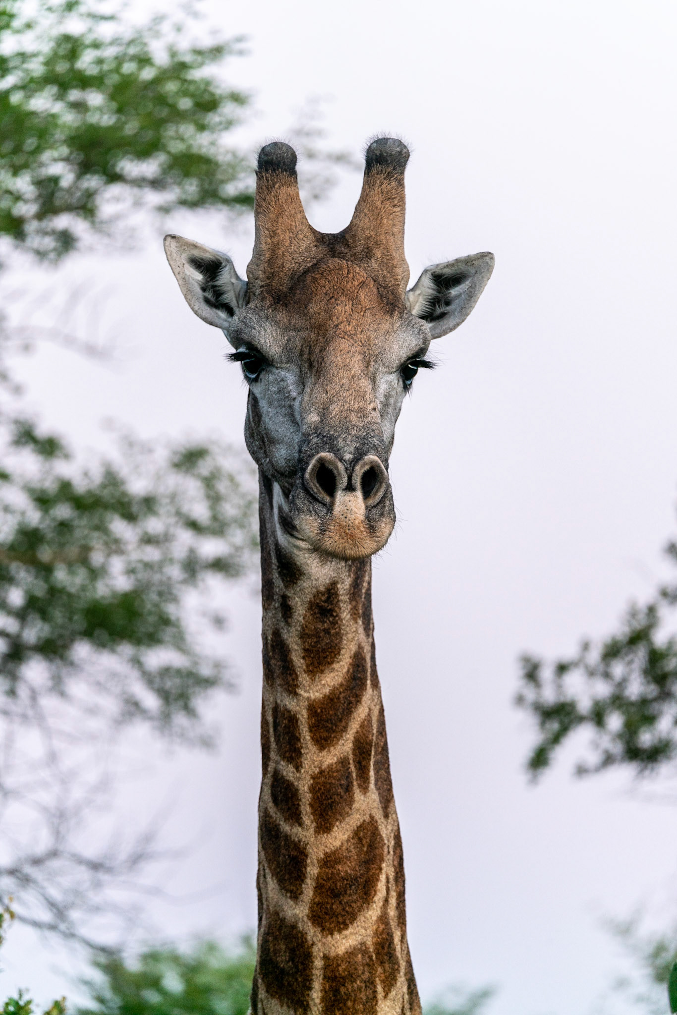 Portrait of a wild South African Giraffe hiding behind a bush close to Kruger National Park in South Africa.