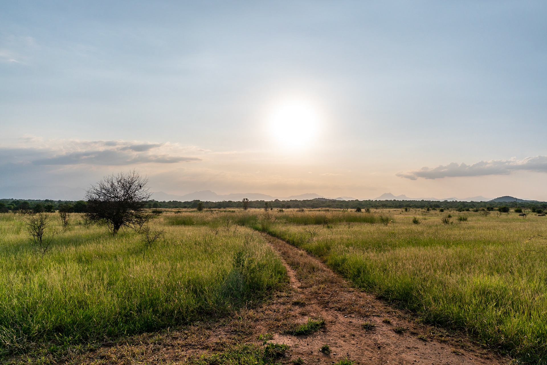 Sunset over the plains of grass and forest towards Drakensbergen outside of Hoedspruit close to Kruger National Park in South Africa