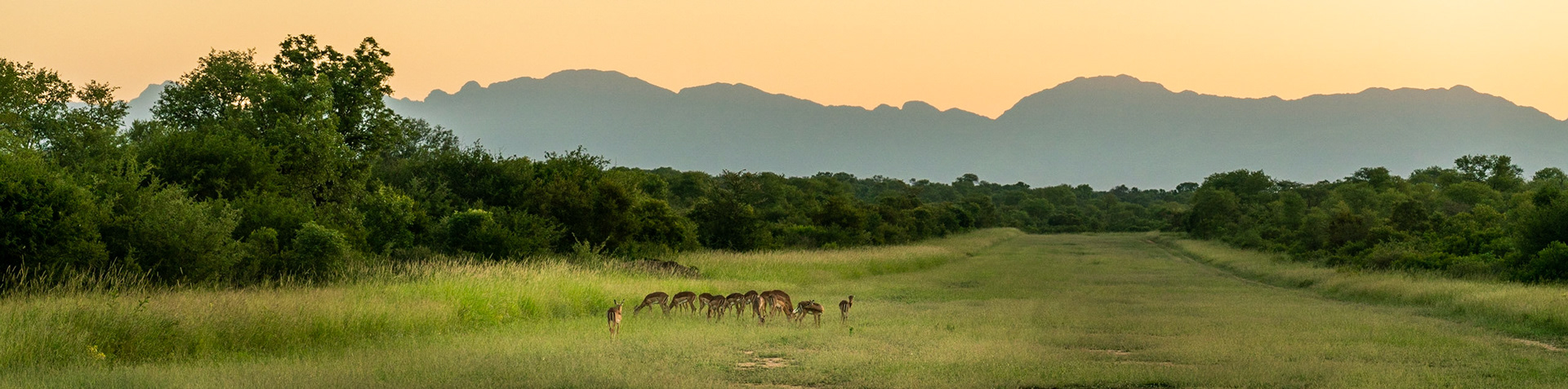 Herd of Impala in game reserve in South Africa.
