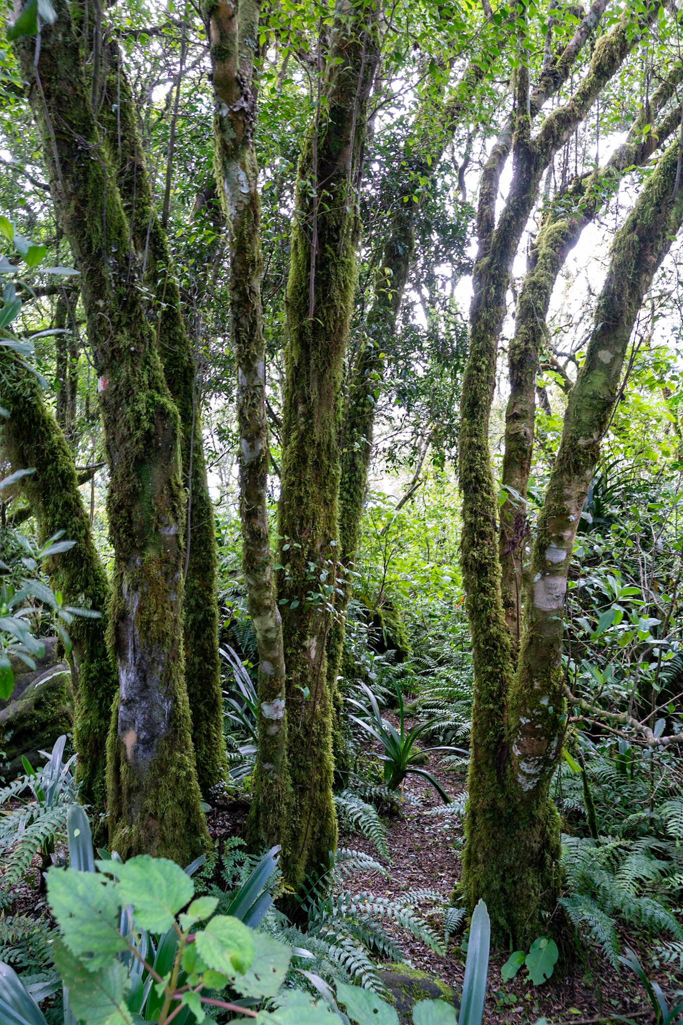 View from God's Window  and Rainforest near Graskop in South Africa