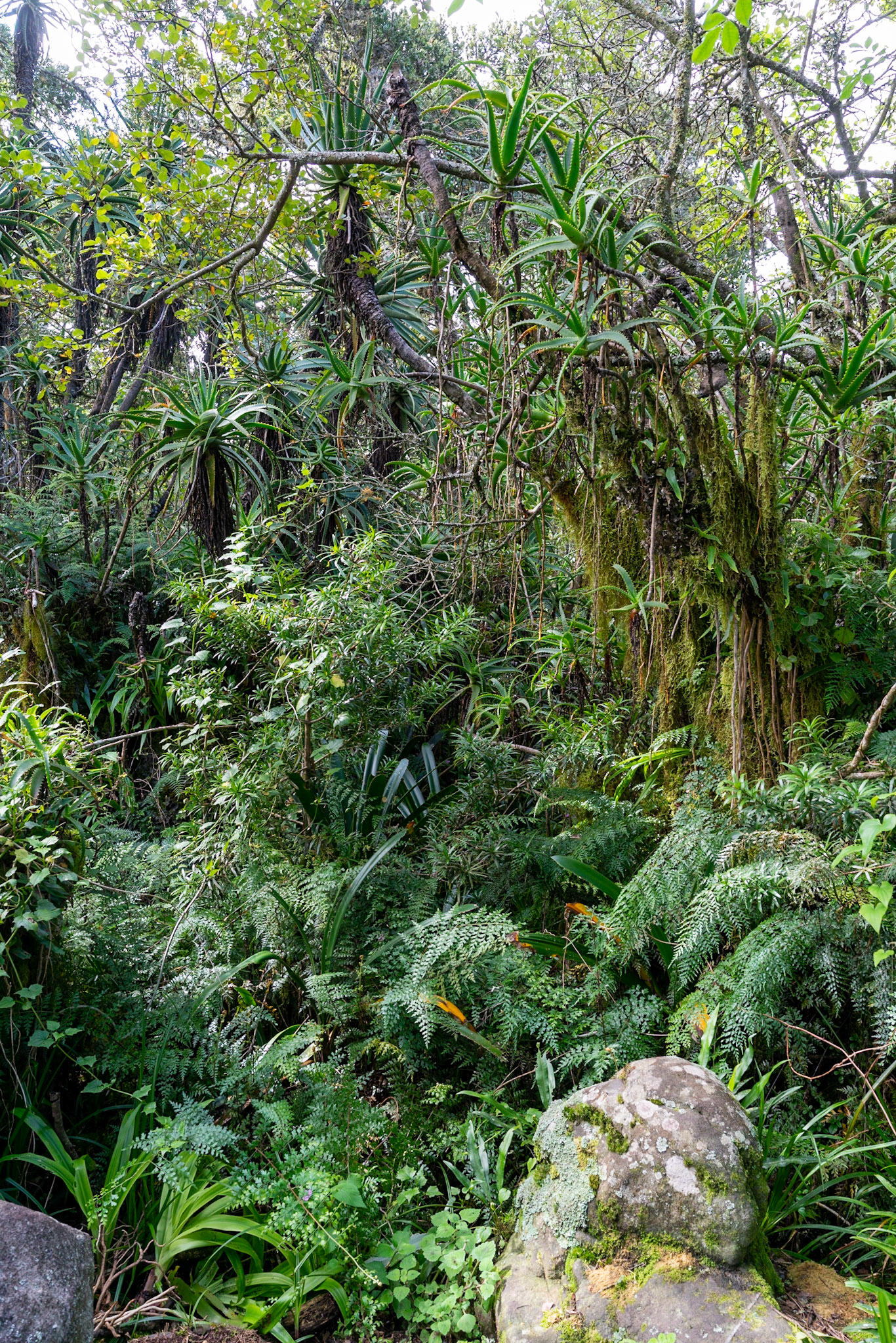 View from God's Window  and Rainforest near Graskop in South Africa