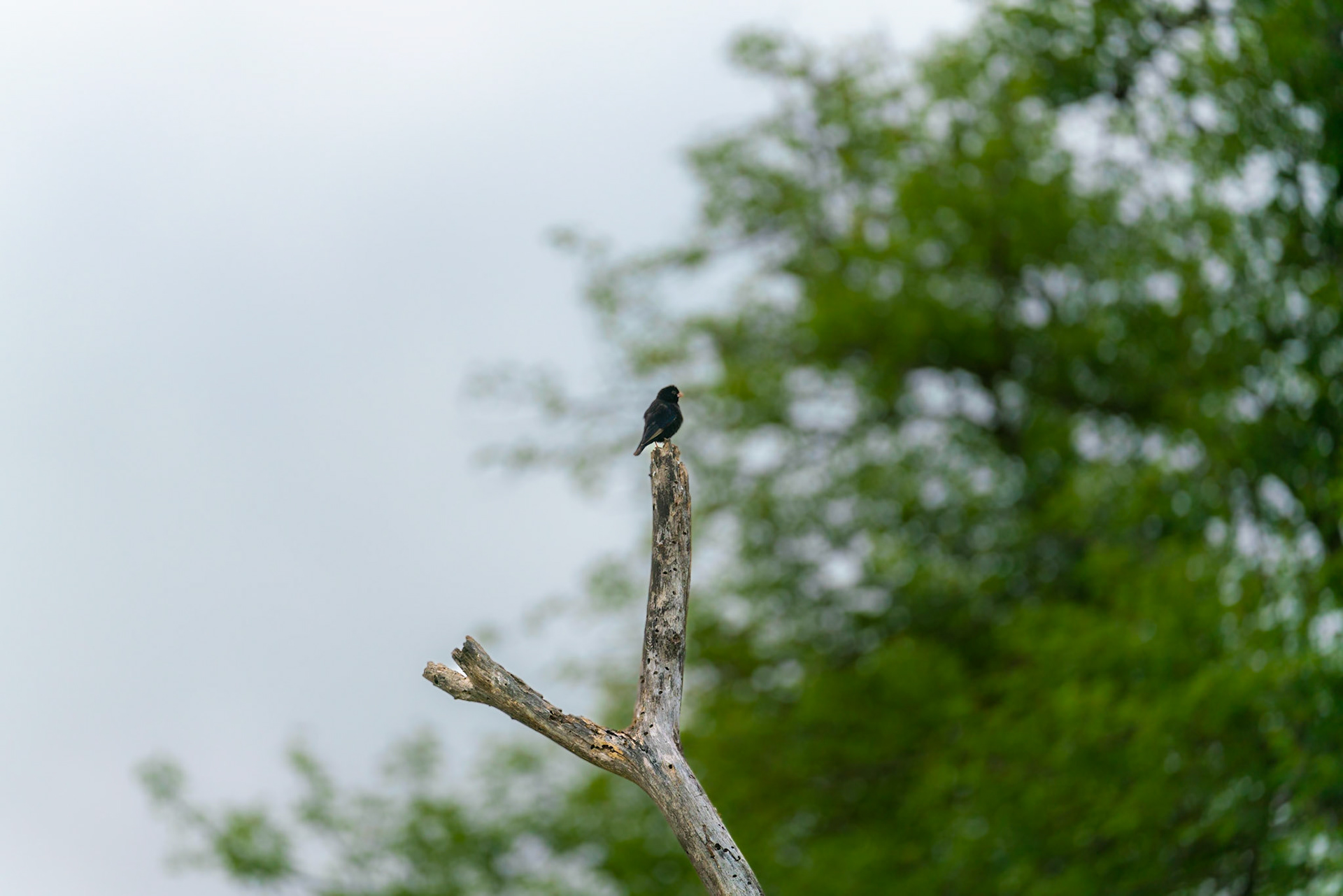 Small bird in dead tree in South Africa.
