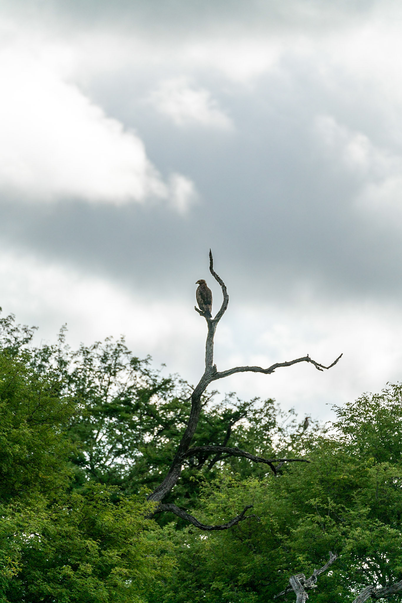 Bird of prey in a tree in South Africa.