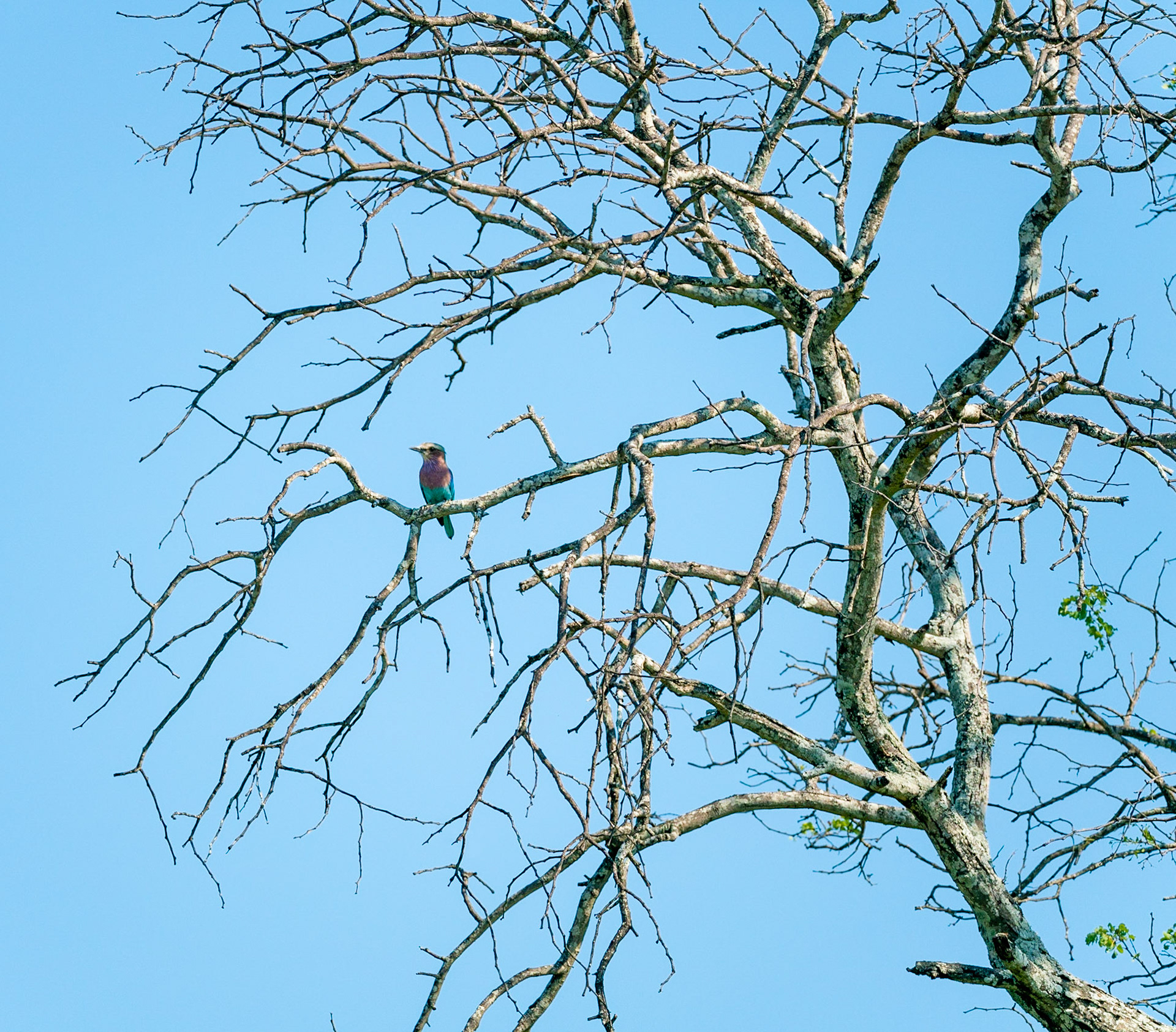 purple breasted roller in tree in South Africa