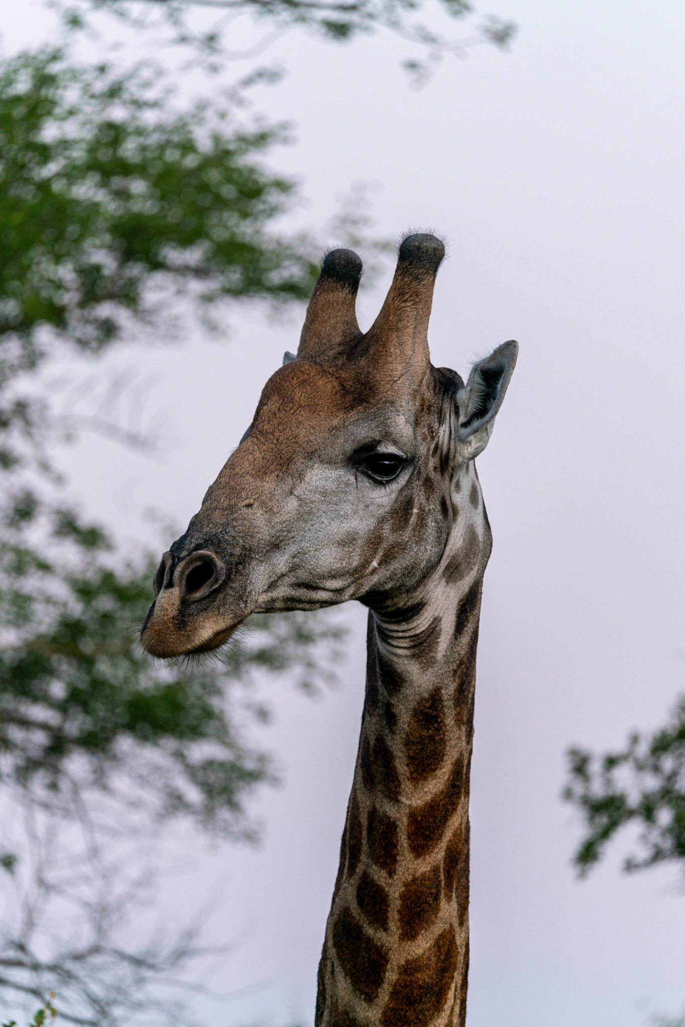 Portrait of a wild South African Giraffe hiding behind a bush close to Kruger National Park in South Africa.